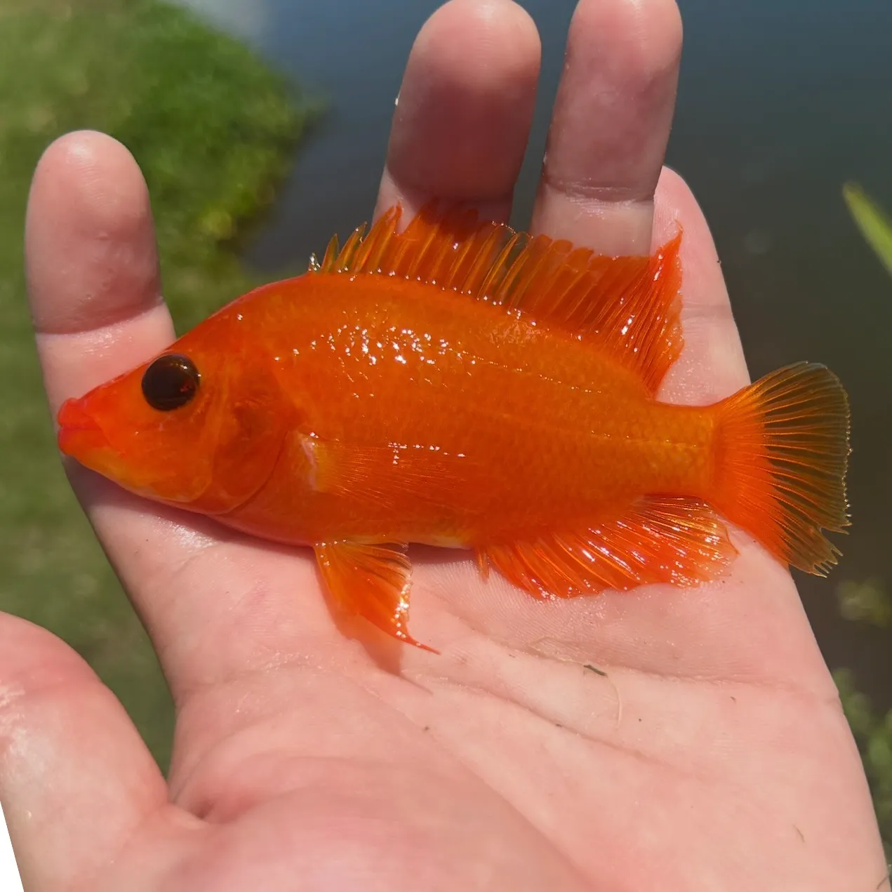 The most recent Red devil cichlid catches on Fishbrain