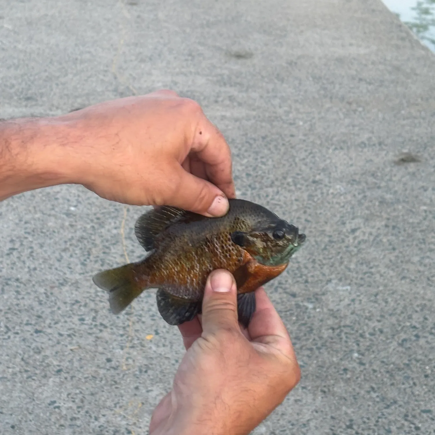 catch