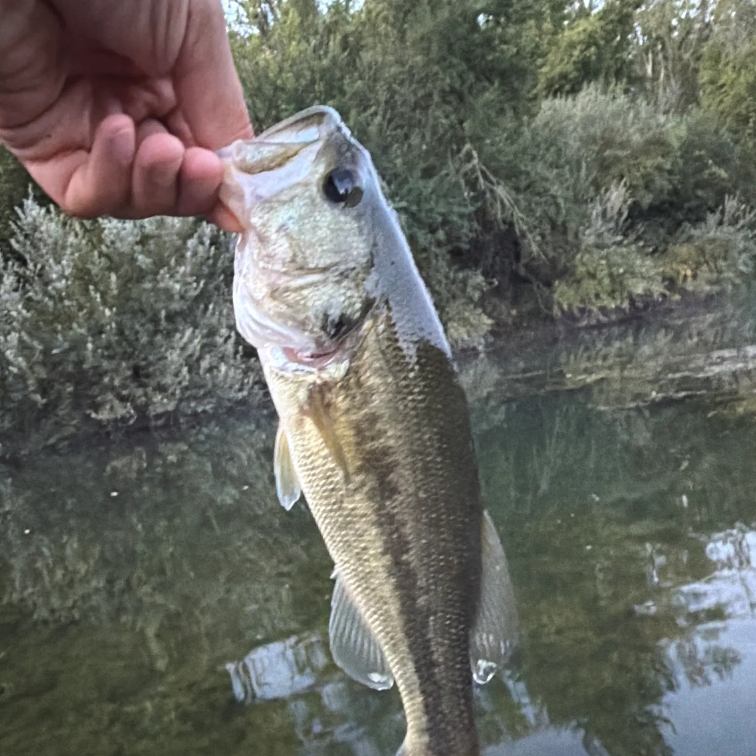 Largemouth bass caught on Fishbrain