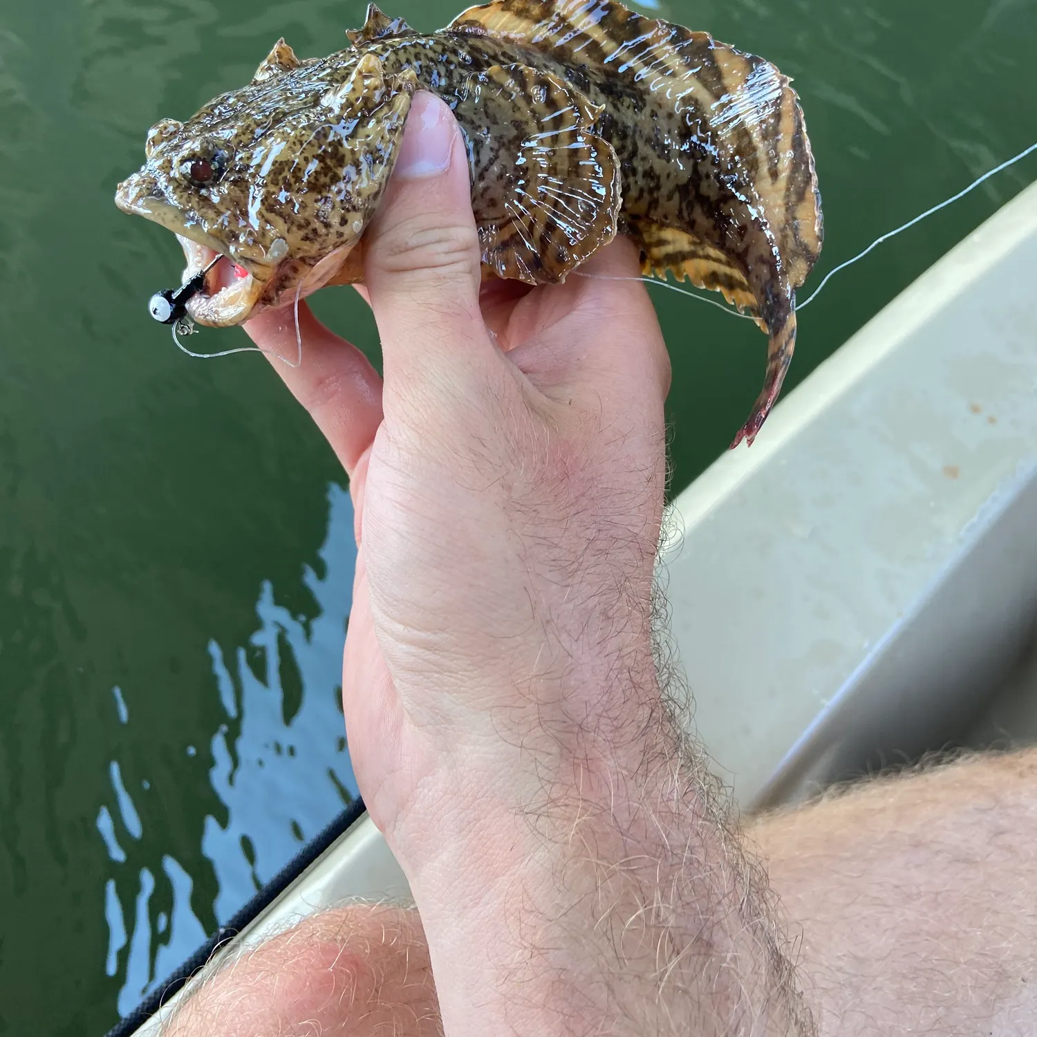 The most recent Oyster toadfish catches on Fishbrain