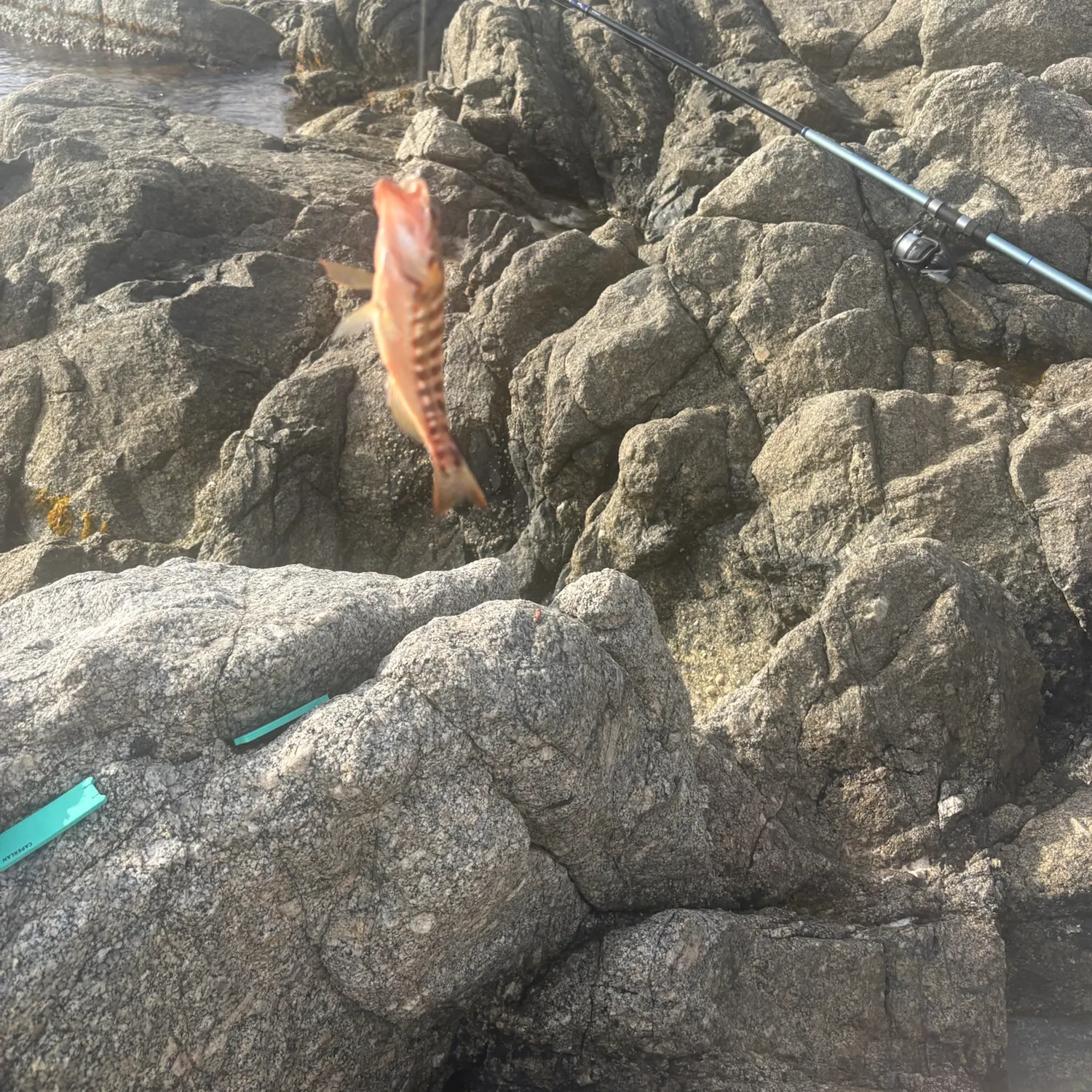 The most recent Comber catches on Fishbrain