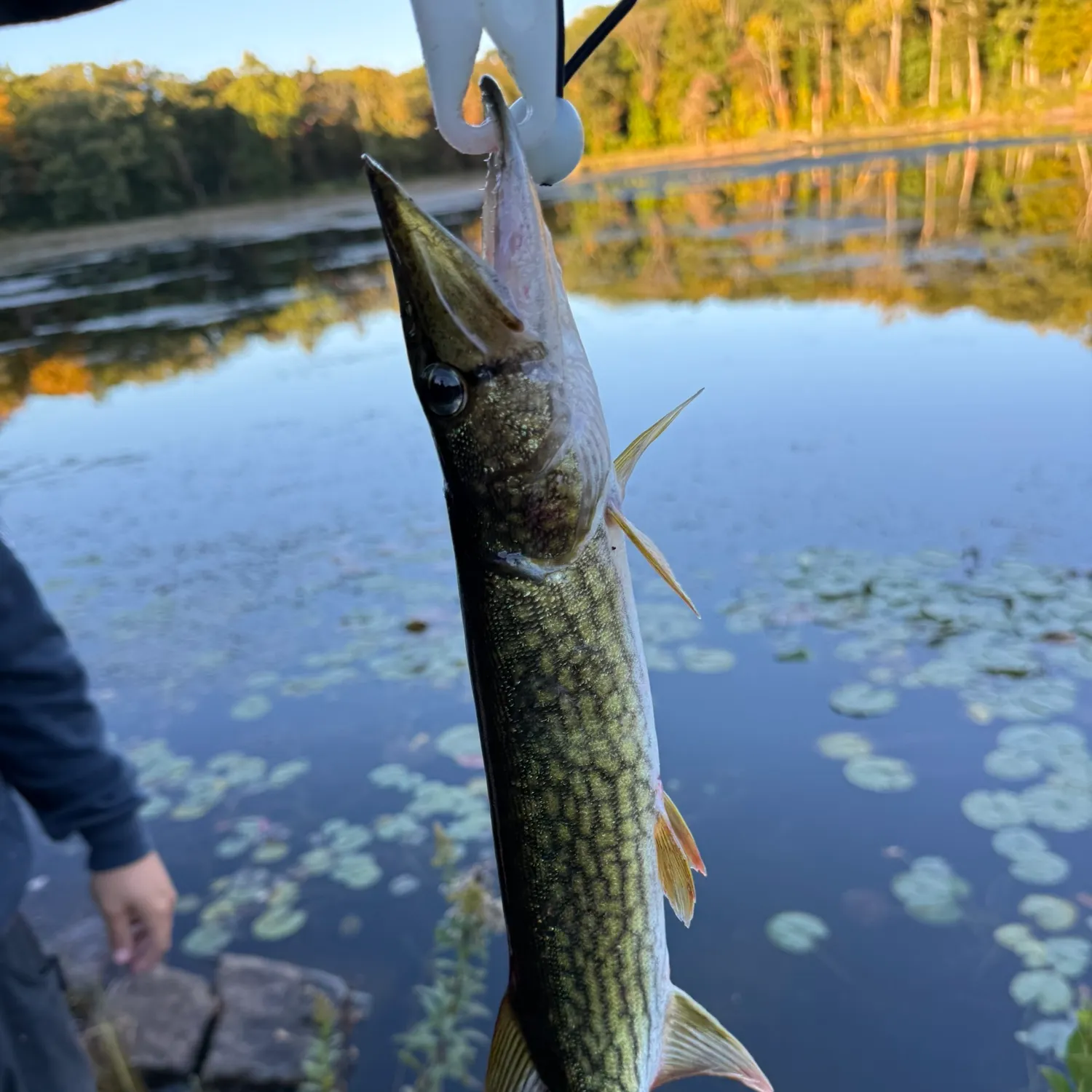 Chain pickerel caught on Fishbrain