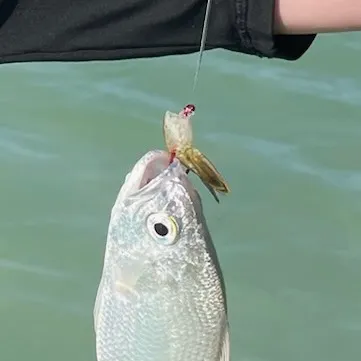 The most recent Florida pompano catches on Fishbrain