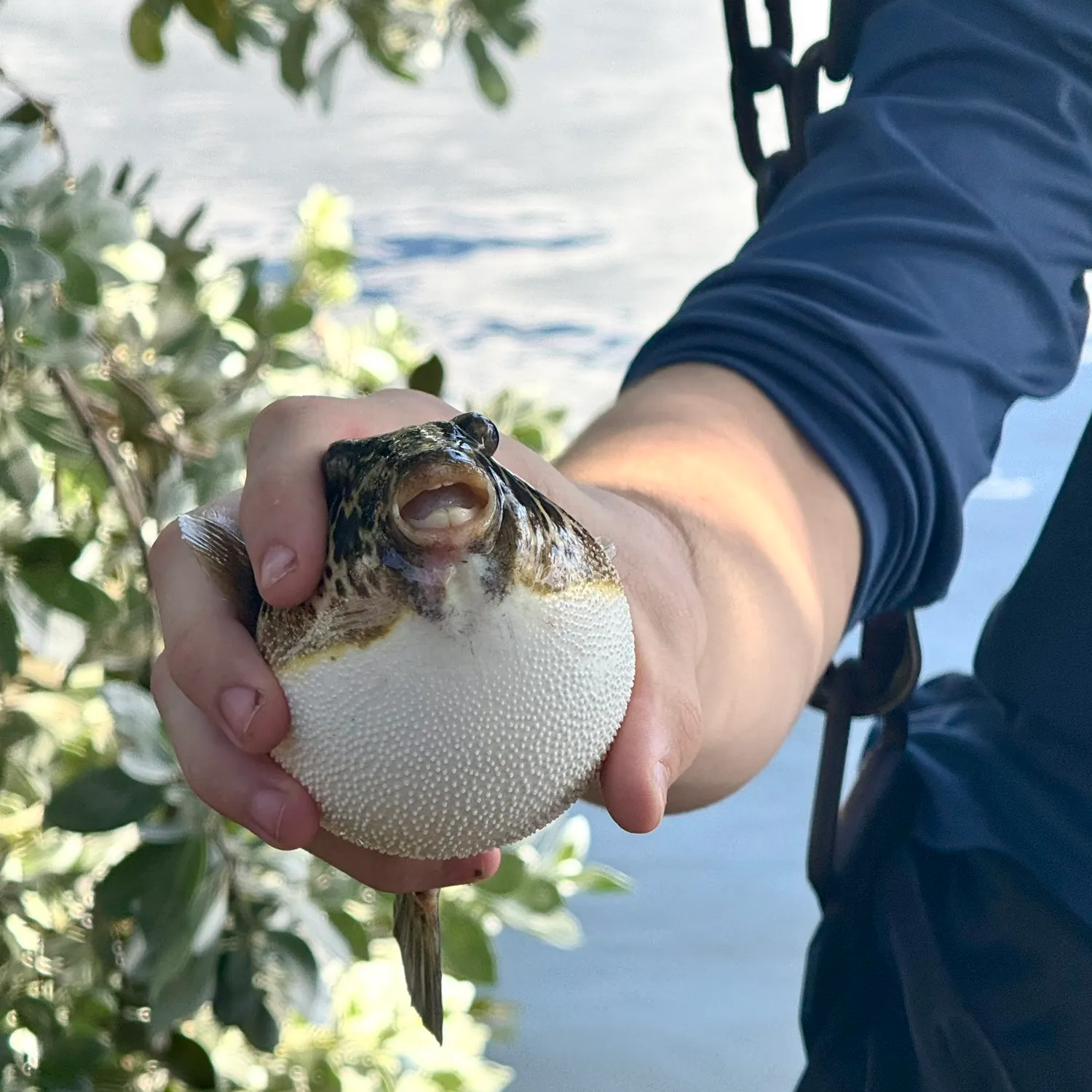 The most recent Bullseye puffer catches on Fishbrain