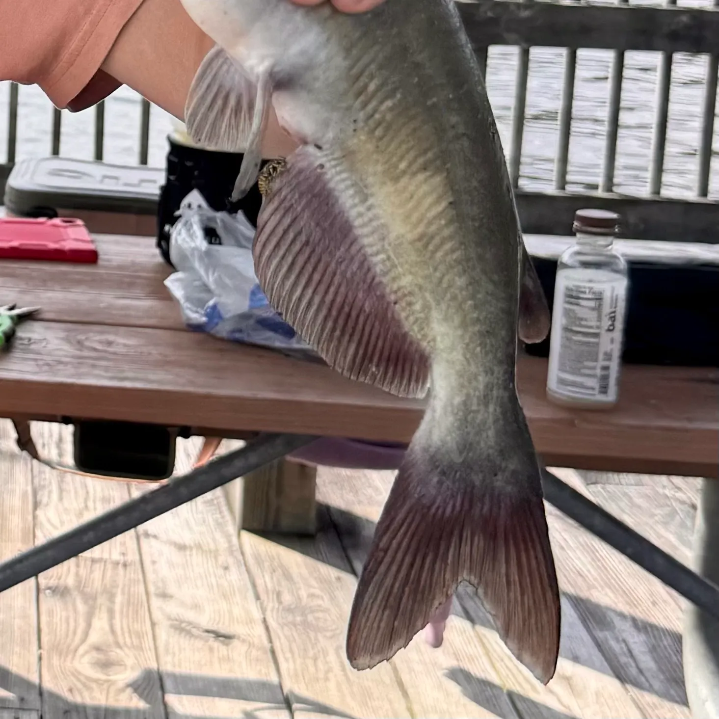 Channel catfish caught on Fishbrain