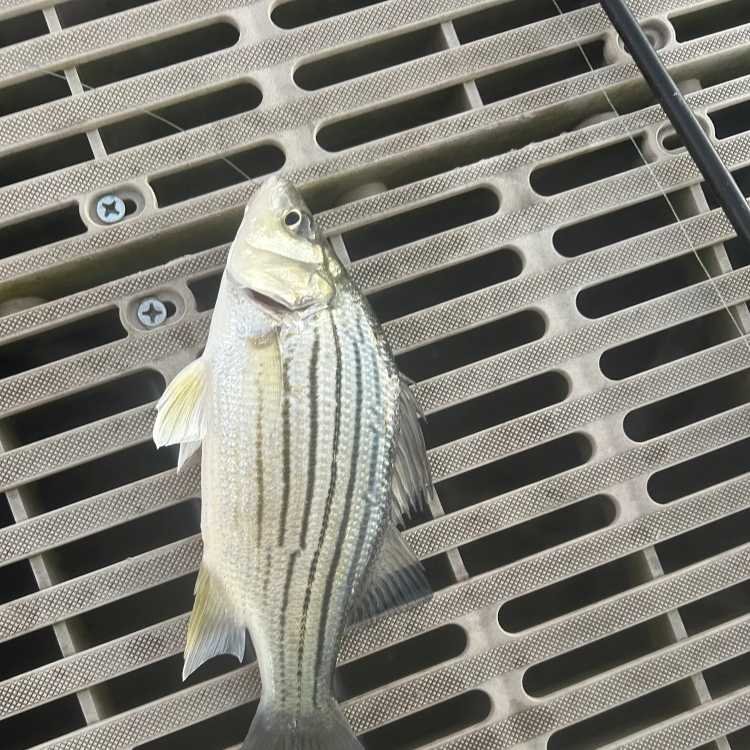 Yellow bass caught on Fishbrain