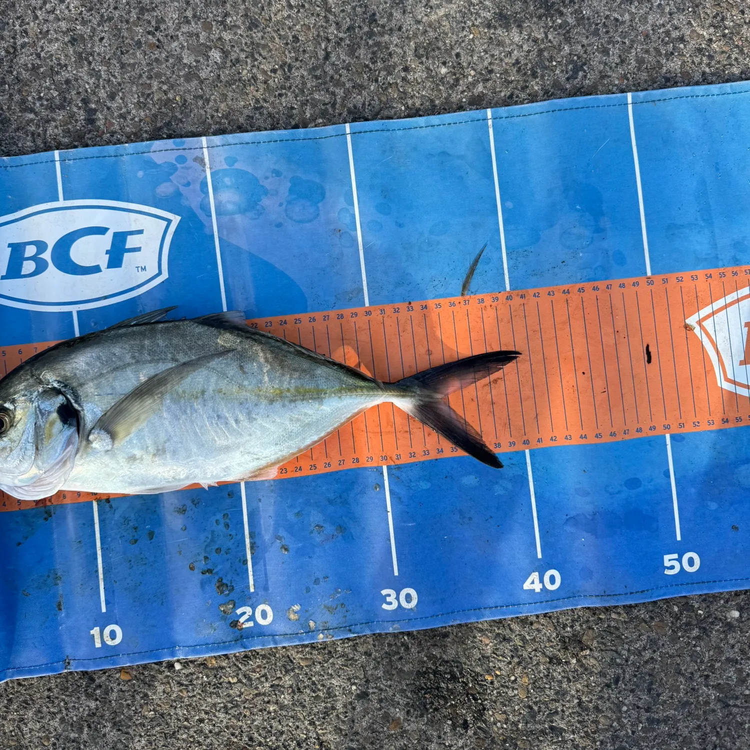 White trevally caught on Fishbrain