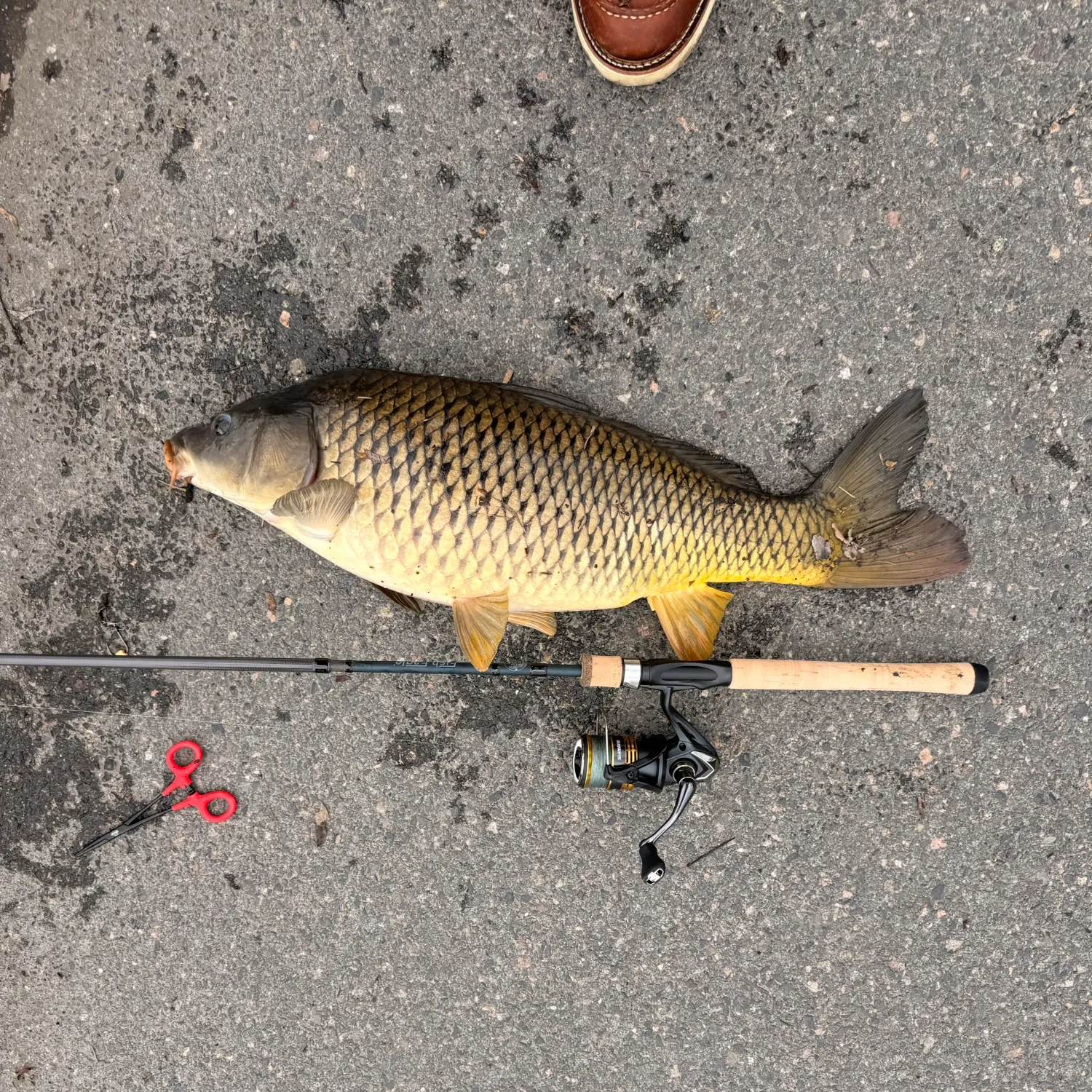 recently logged catches