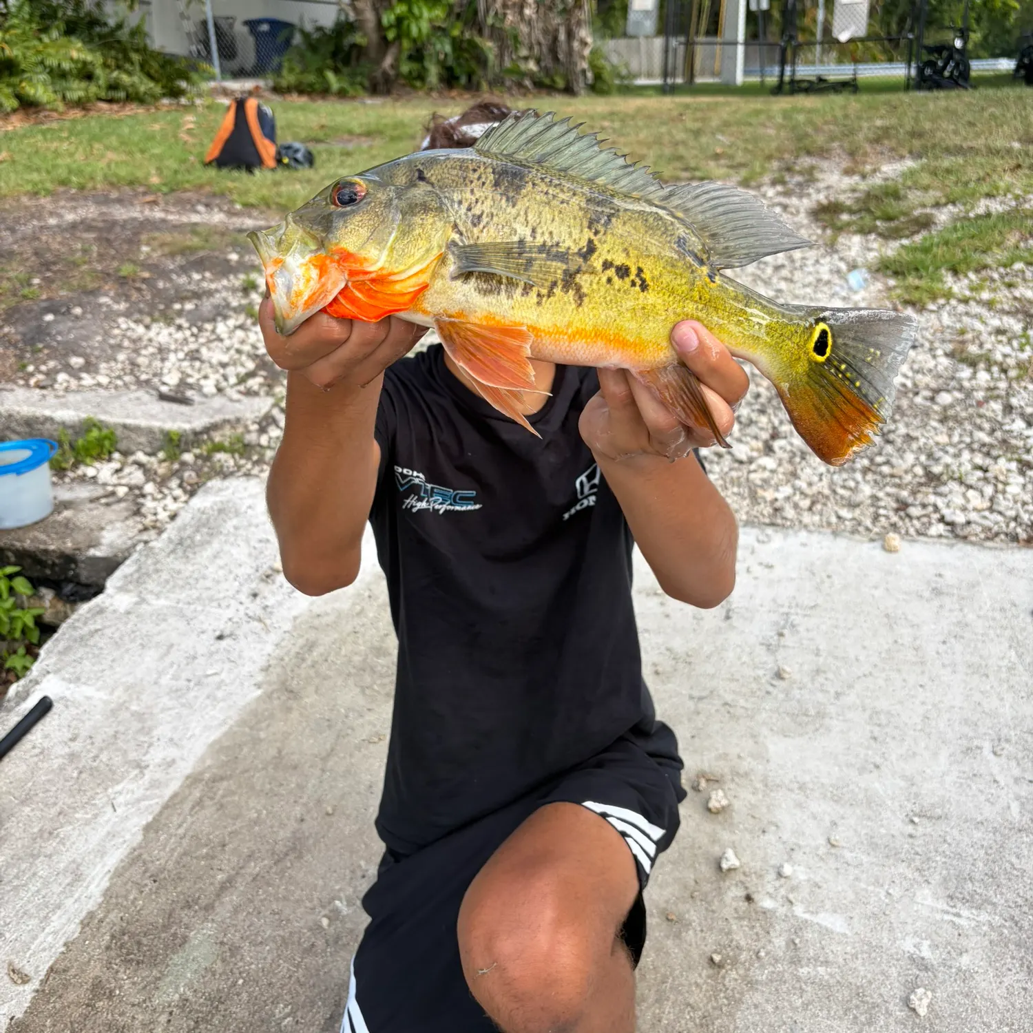 The most recent Speckled peacock bass catches on Fishbrain