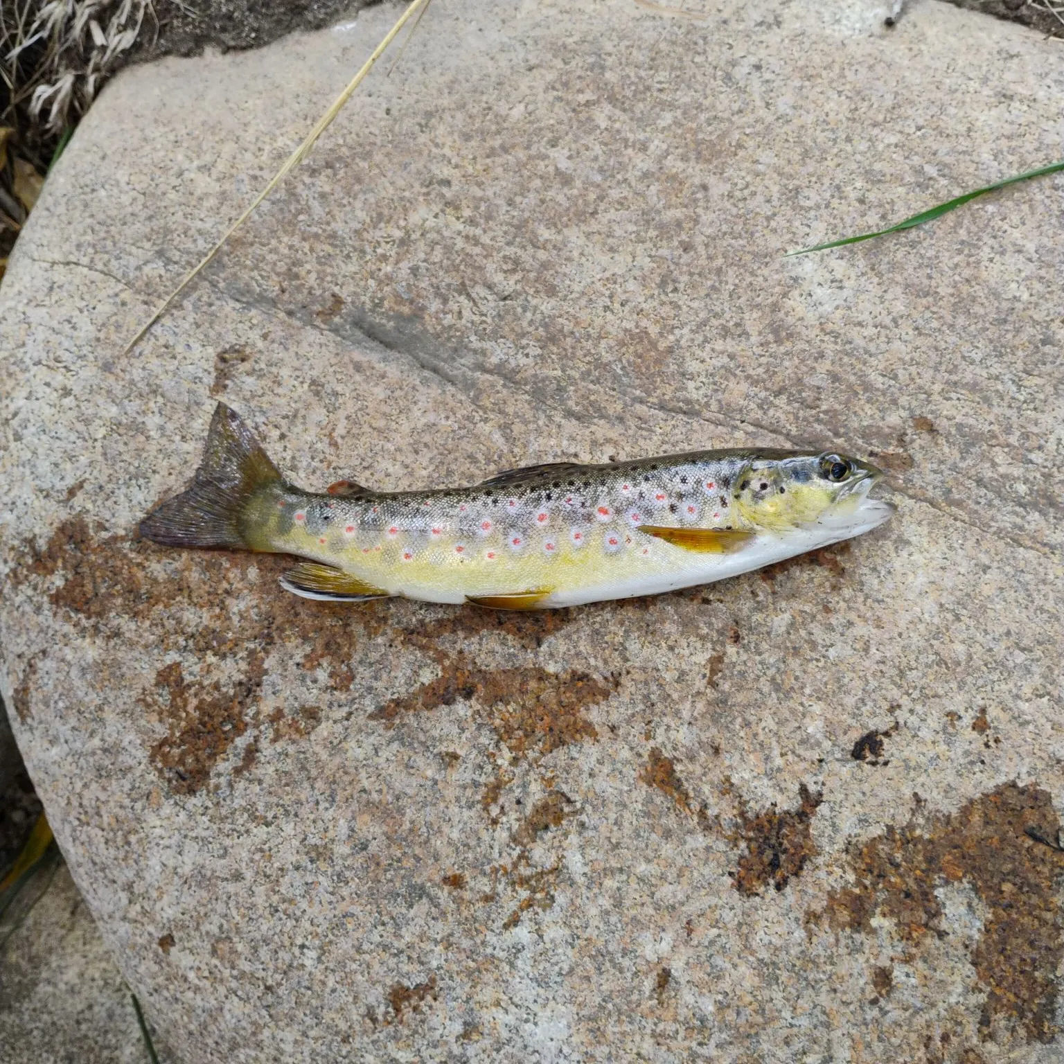 Brown trout caught on Fishbrain