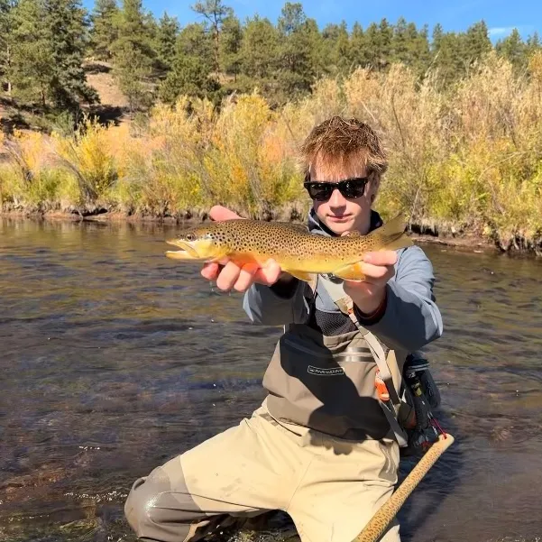 Brown trout caught on Fishbrain