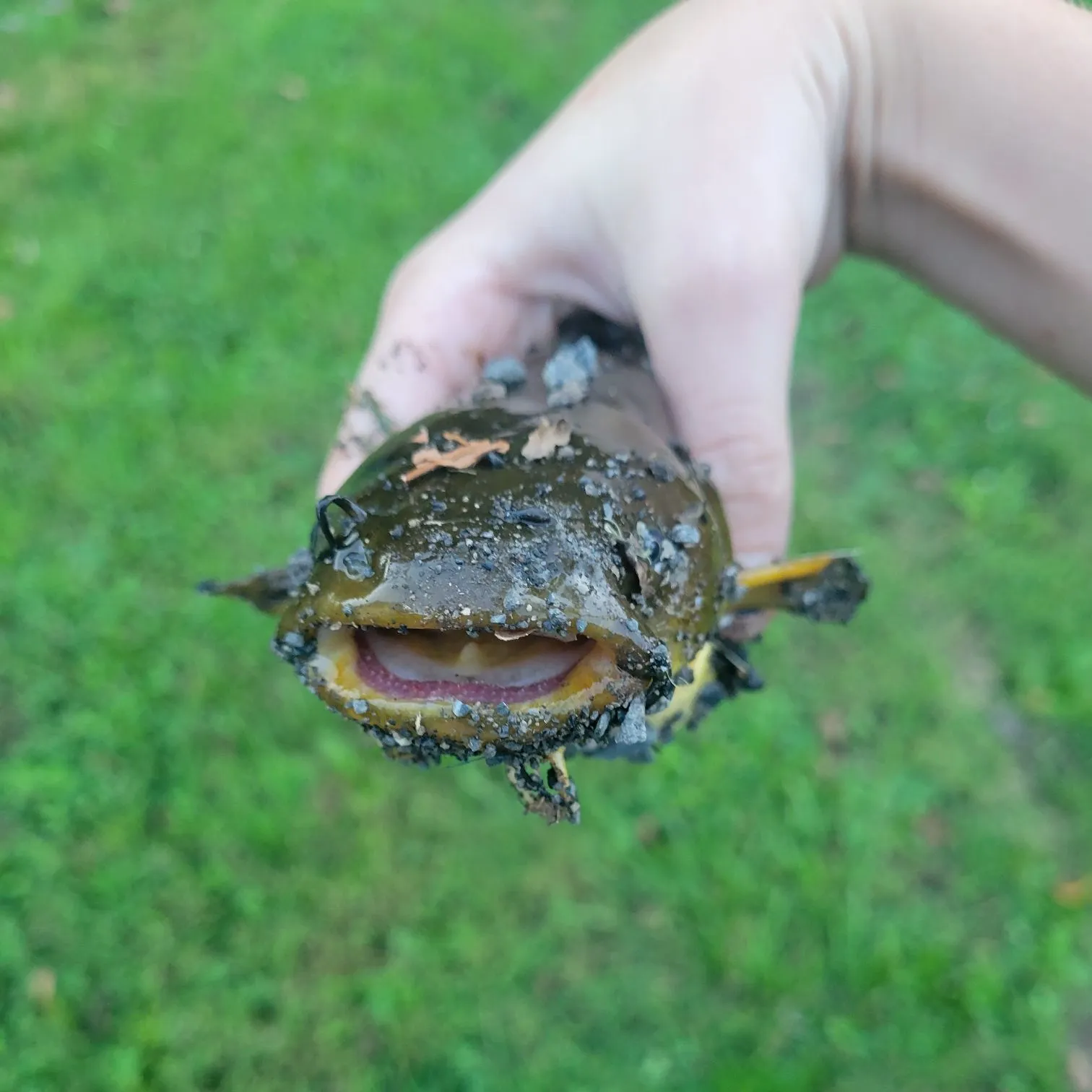 Brown bullhead caught on Fishbrain