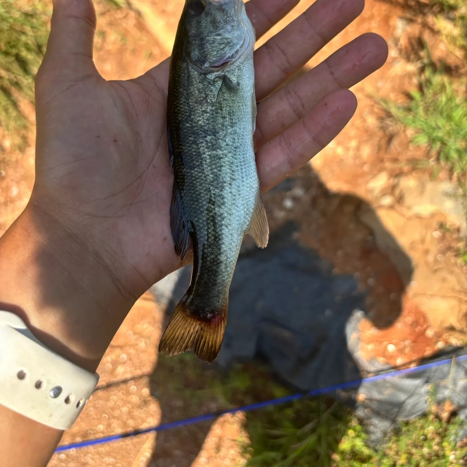 The most recent Largemouth bass catches on Fishbrain