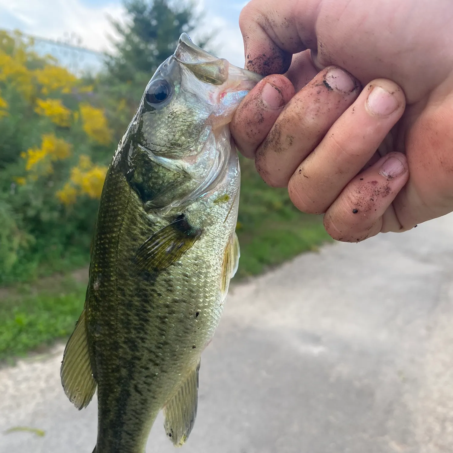 Largemouth bass caught on Fishbrain