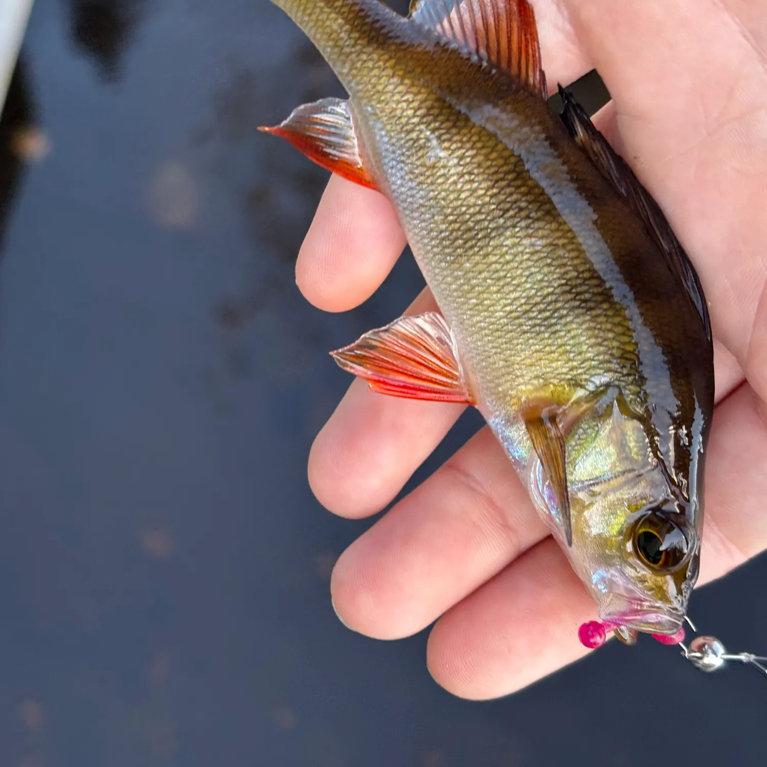European perch caught on Fishbrain