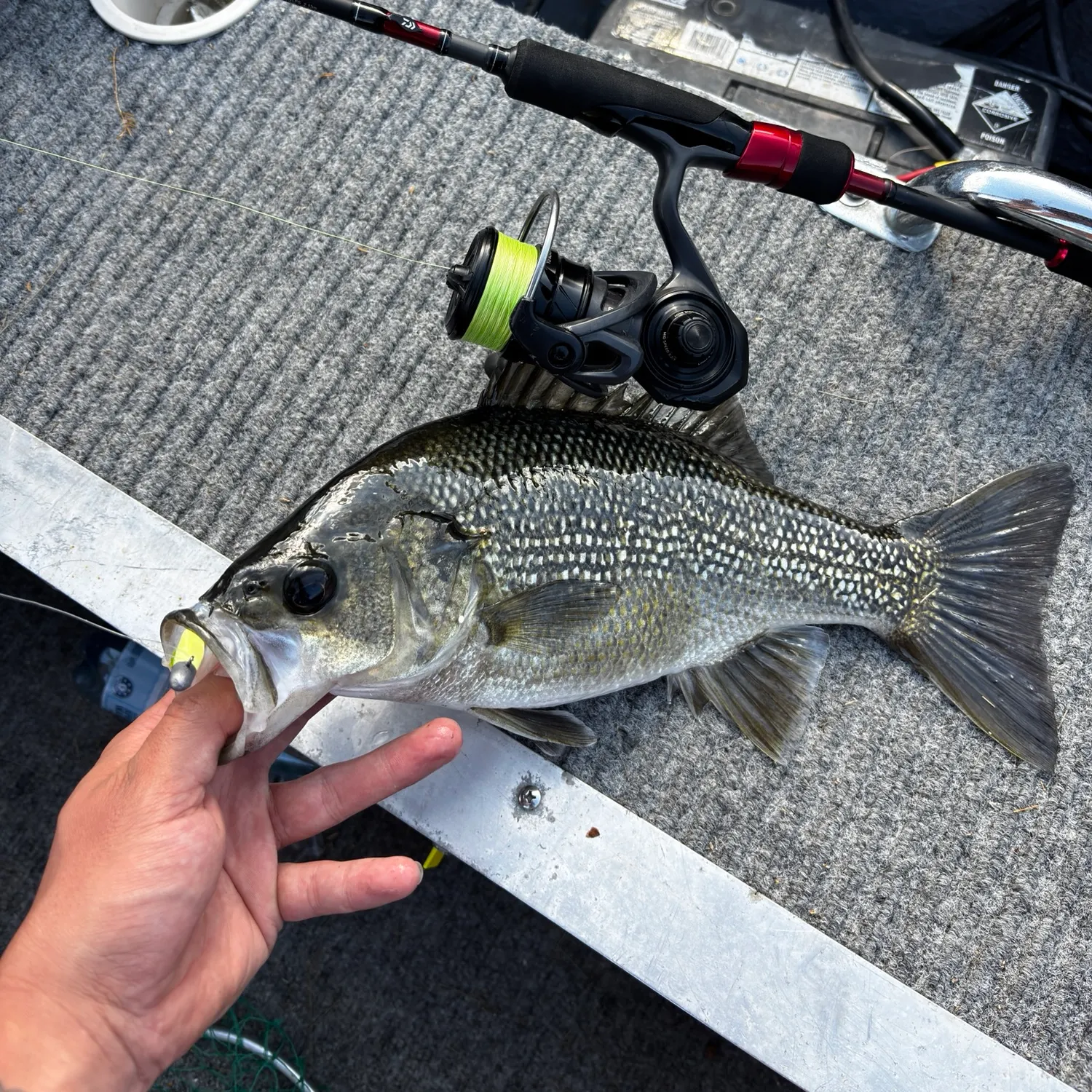 Australian bass caught on Fishbrain
