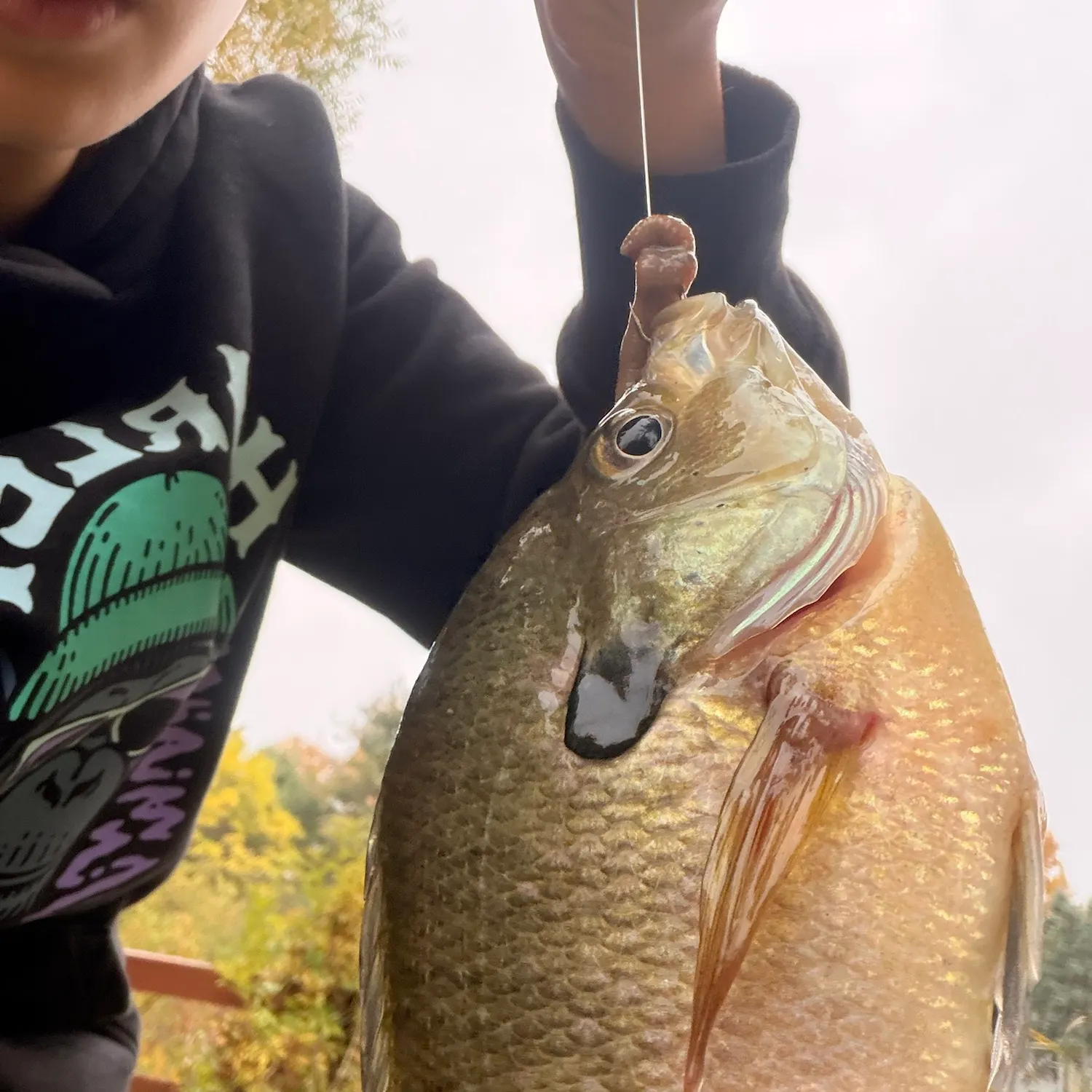 Redbreast sunfish caught on Fishbrain