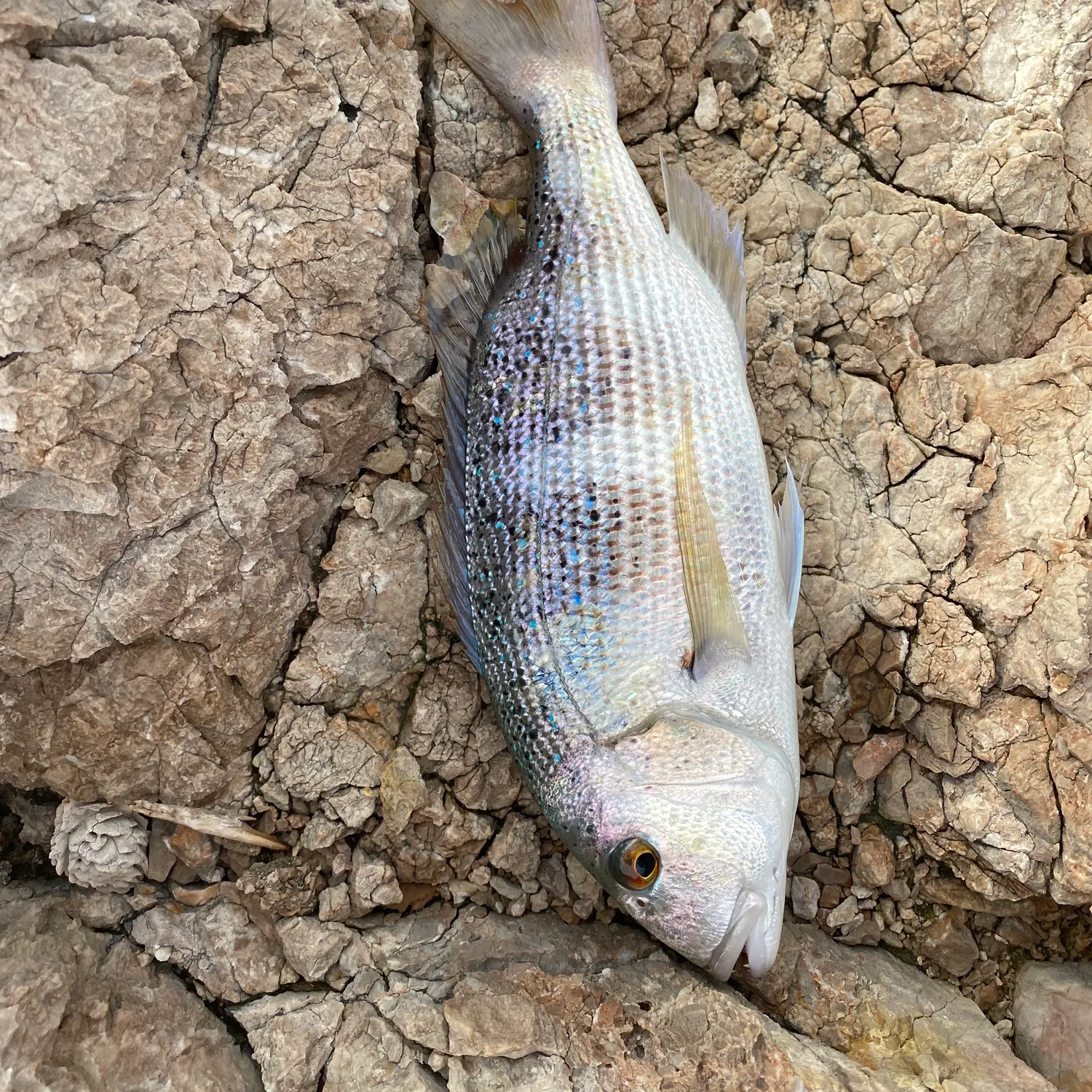 The most recent Common dentex catches on Fishbrain