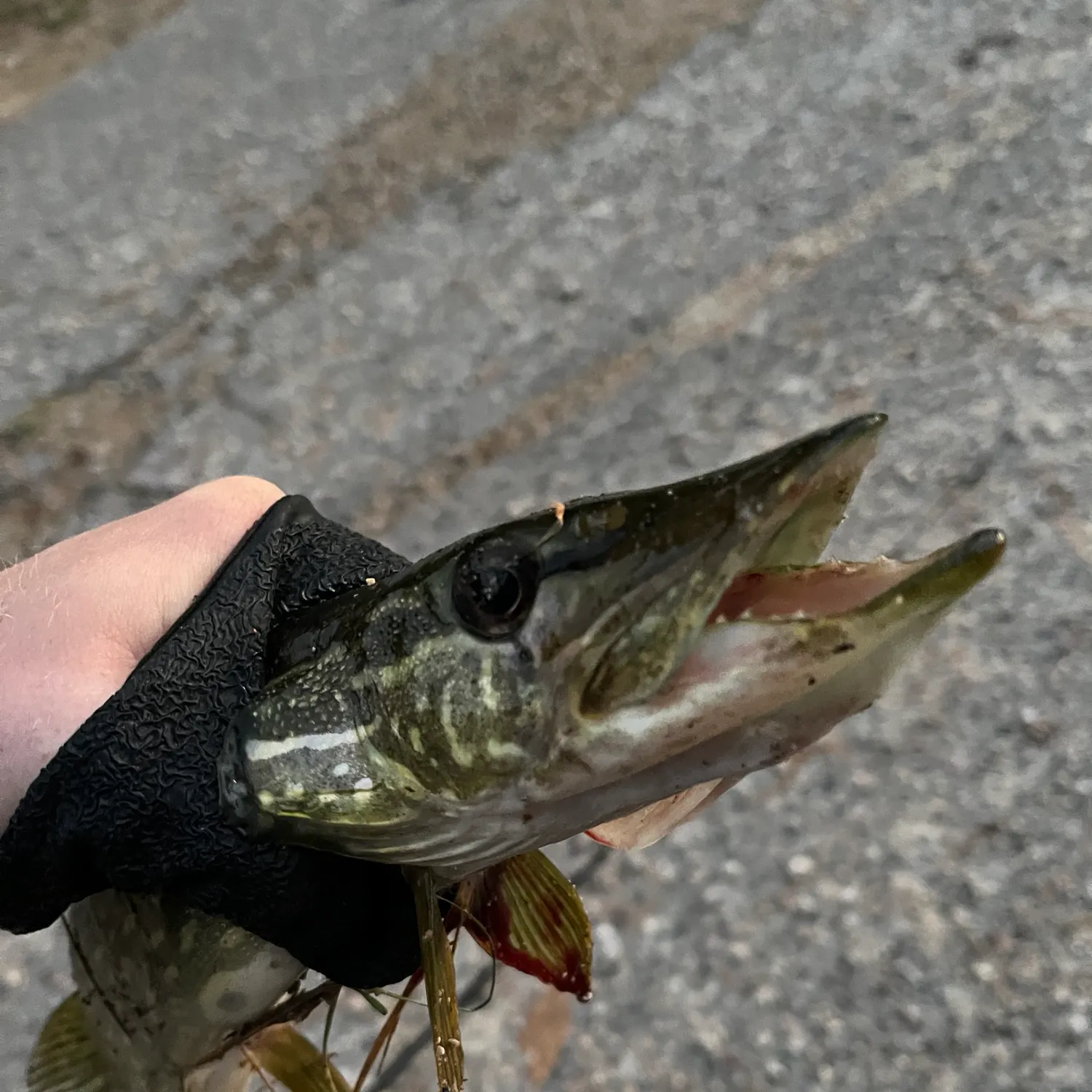 Northern pike caught on Fishbrain