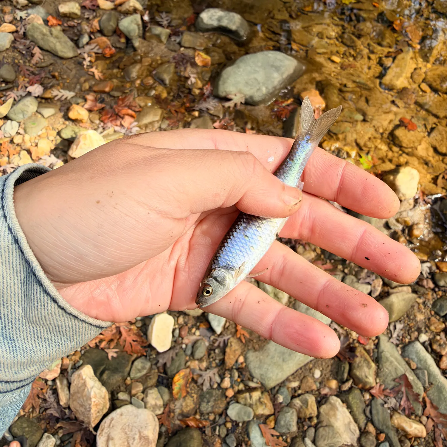 The most recent Spotfin shiner catches on Fishbrain