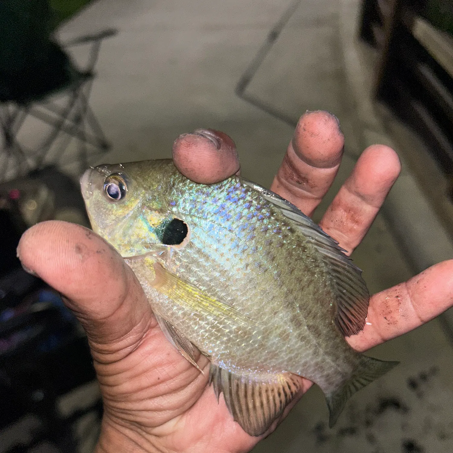 Redear sunfish caught on Fishbrain