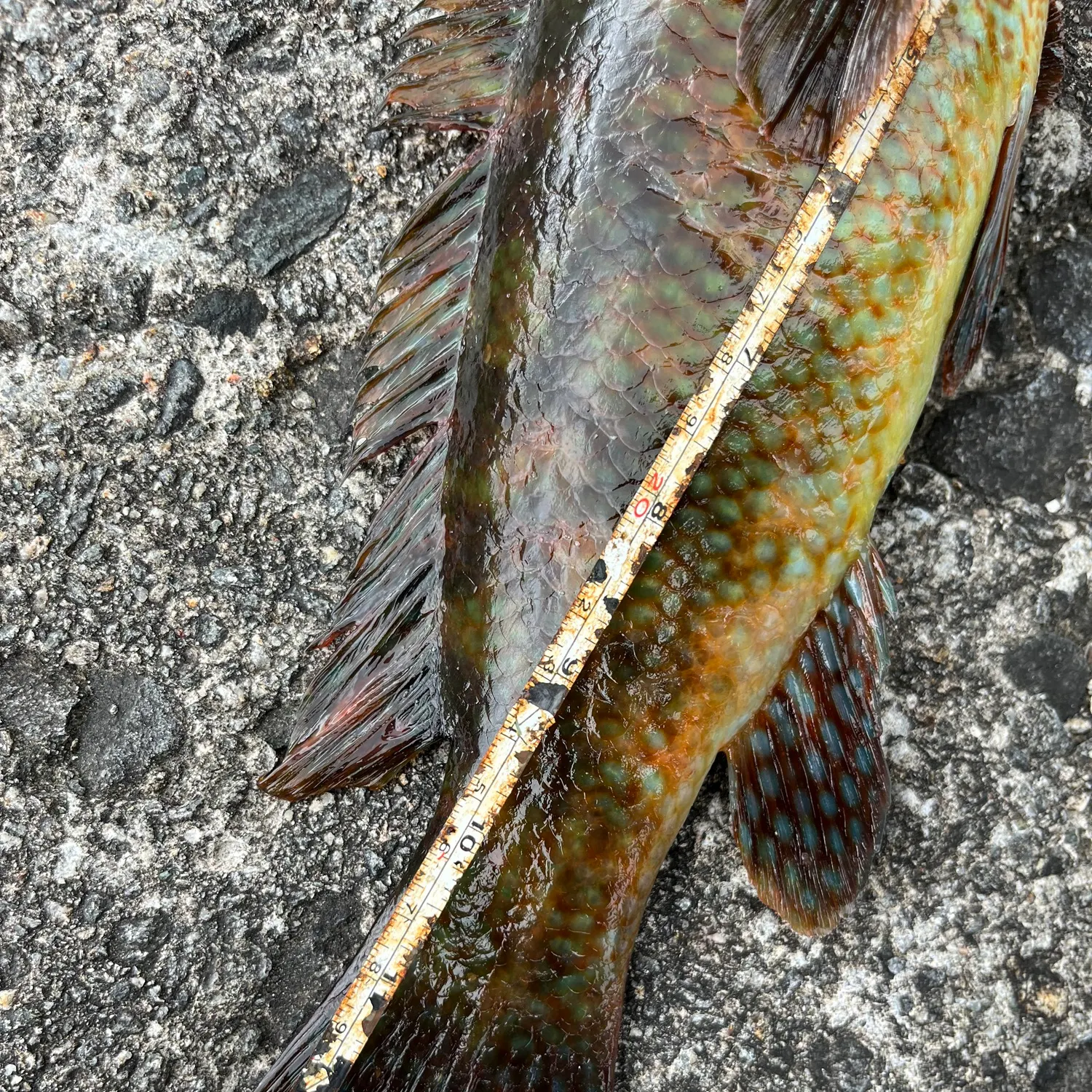 Ballan wrasse caught on Fishbrain