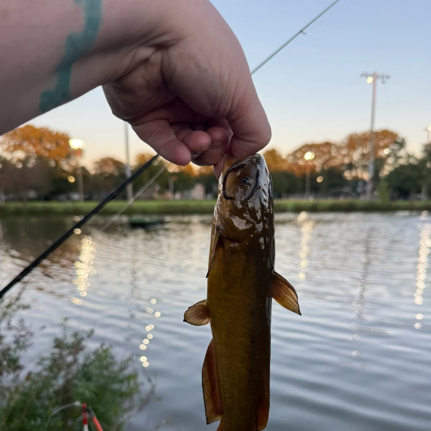 Yellow bullhead caught on Fishbrain