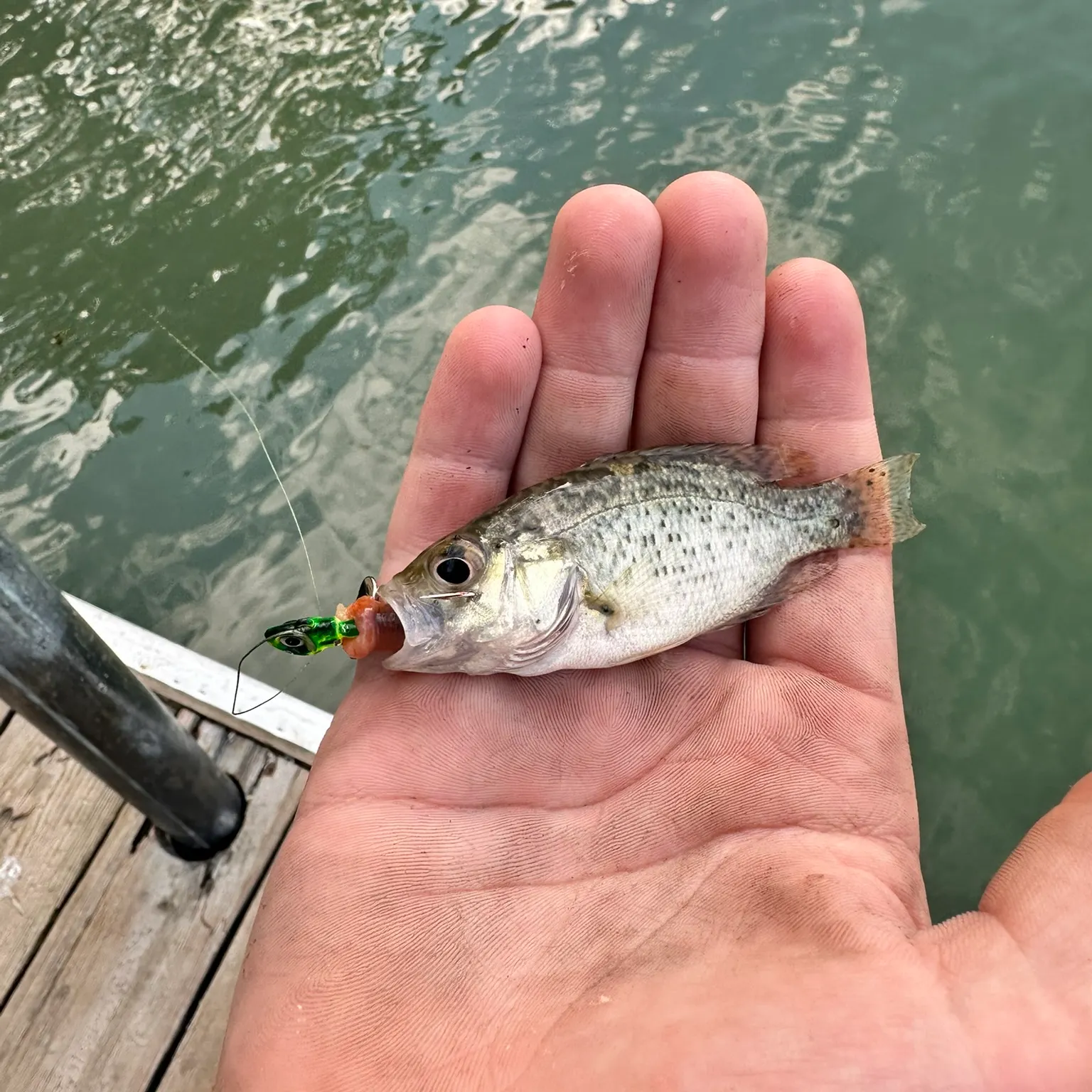 The most recent Rock bass catches on Fishbrain