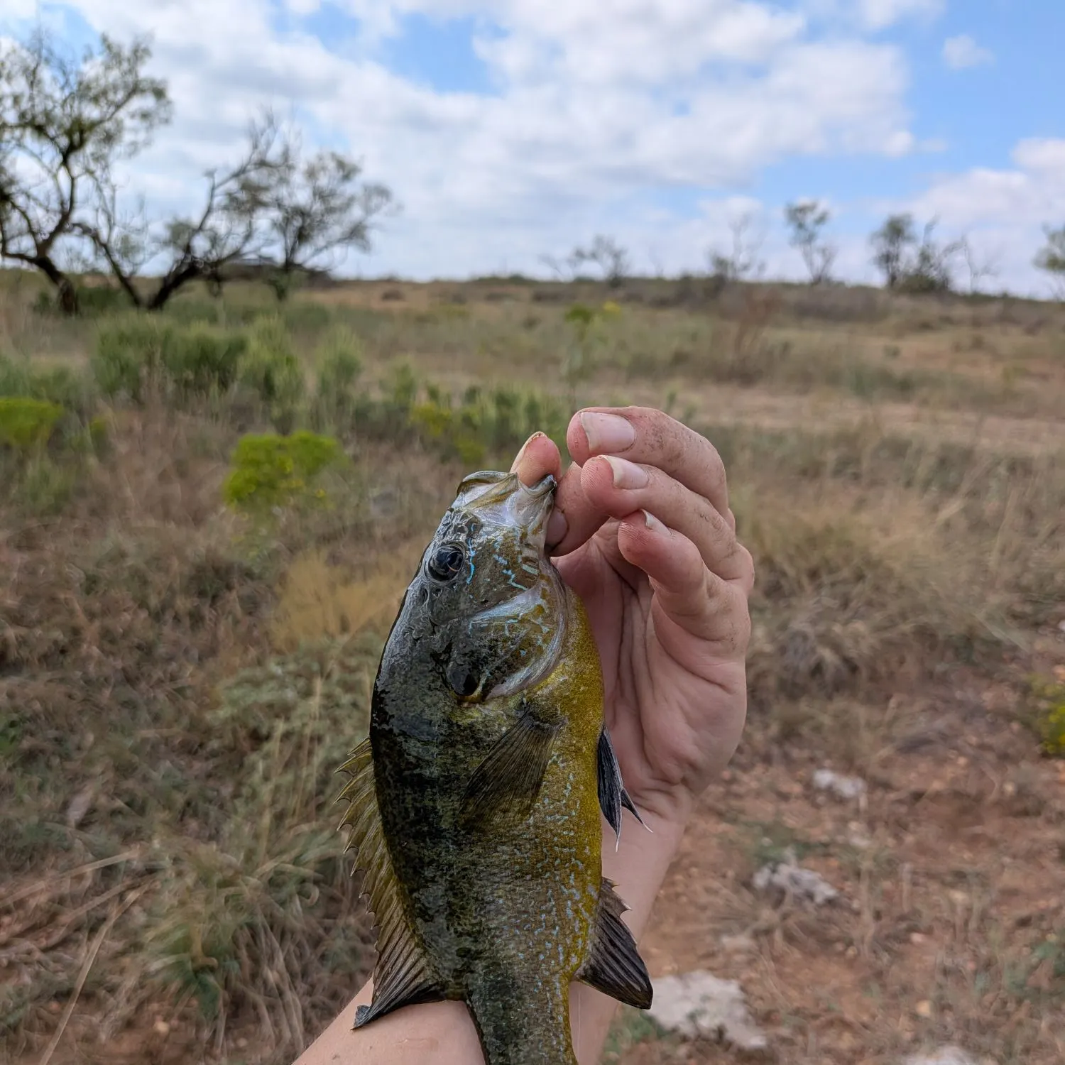 Green sunfish caught on Fishbrain