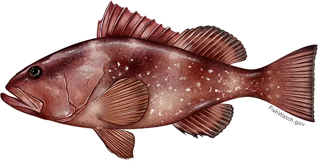 Red grouper