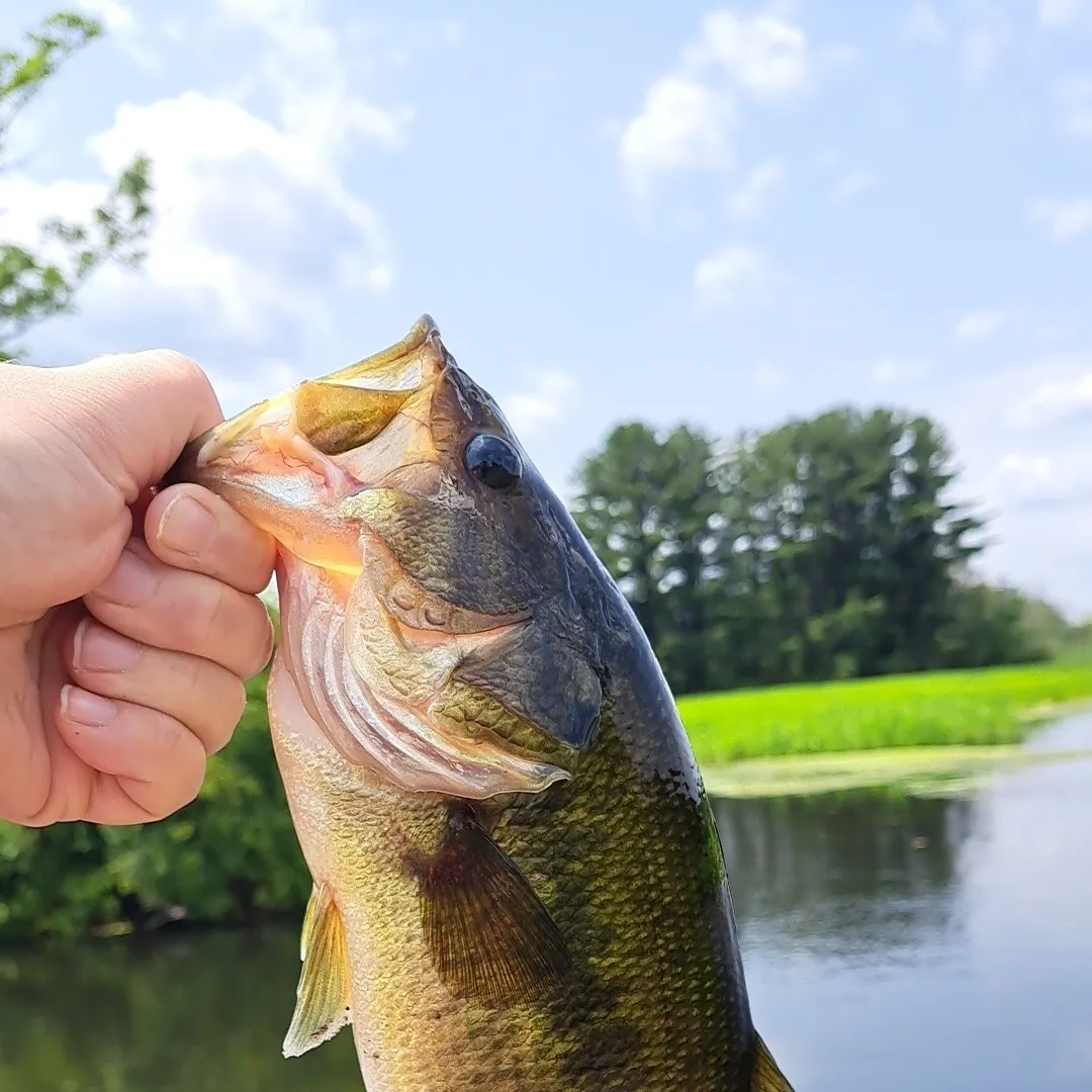 angler catch