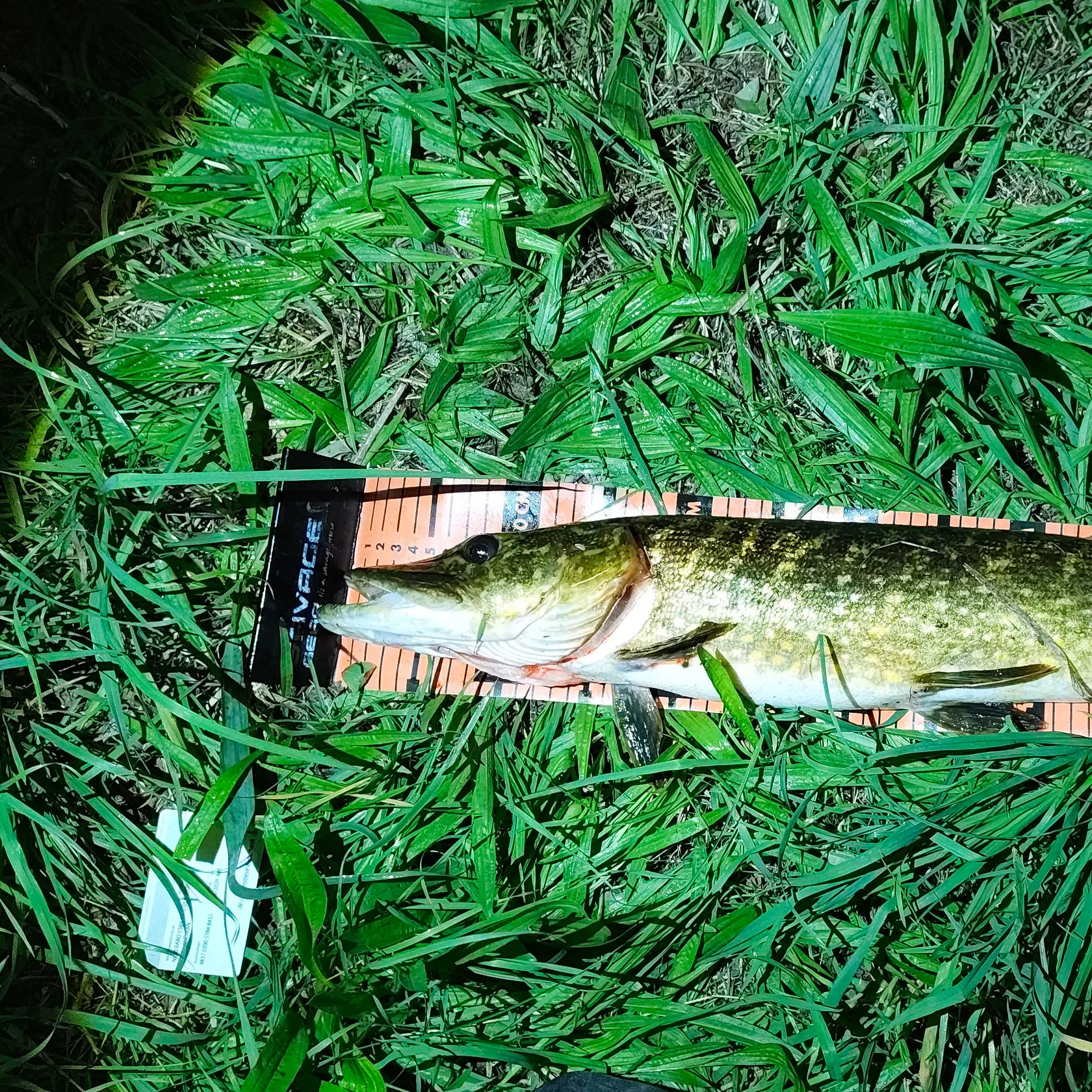 Northern pike caught on Fishbrain