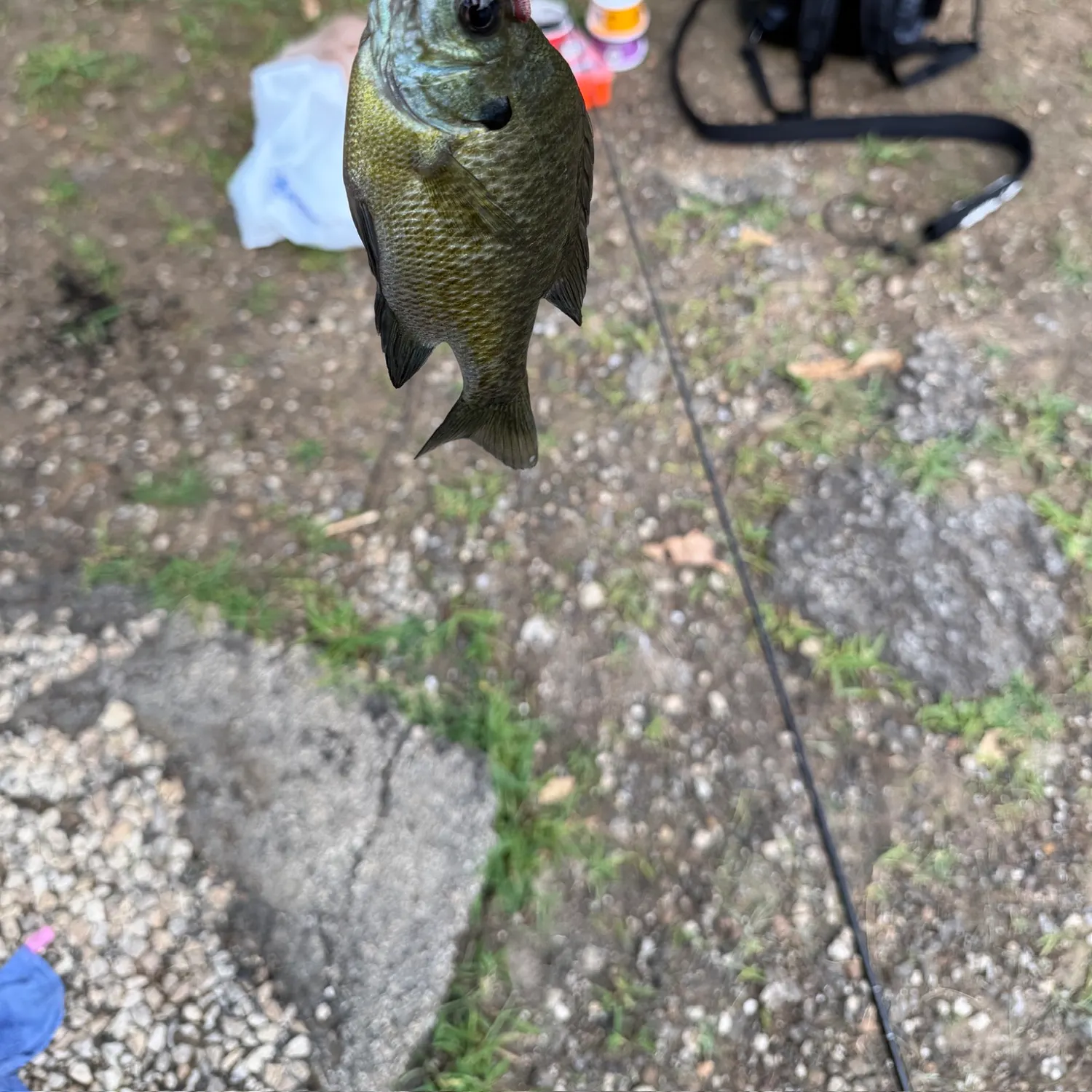 Bluegill caught on Fishbrain