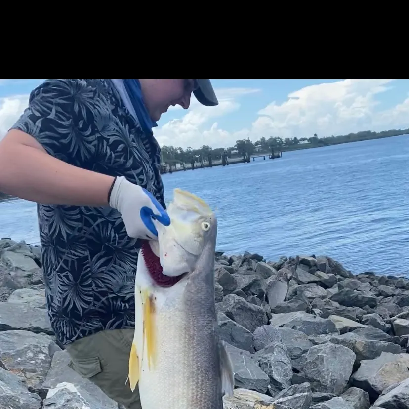 The most recent King threadfin catches on Fishbrain