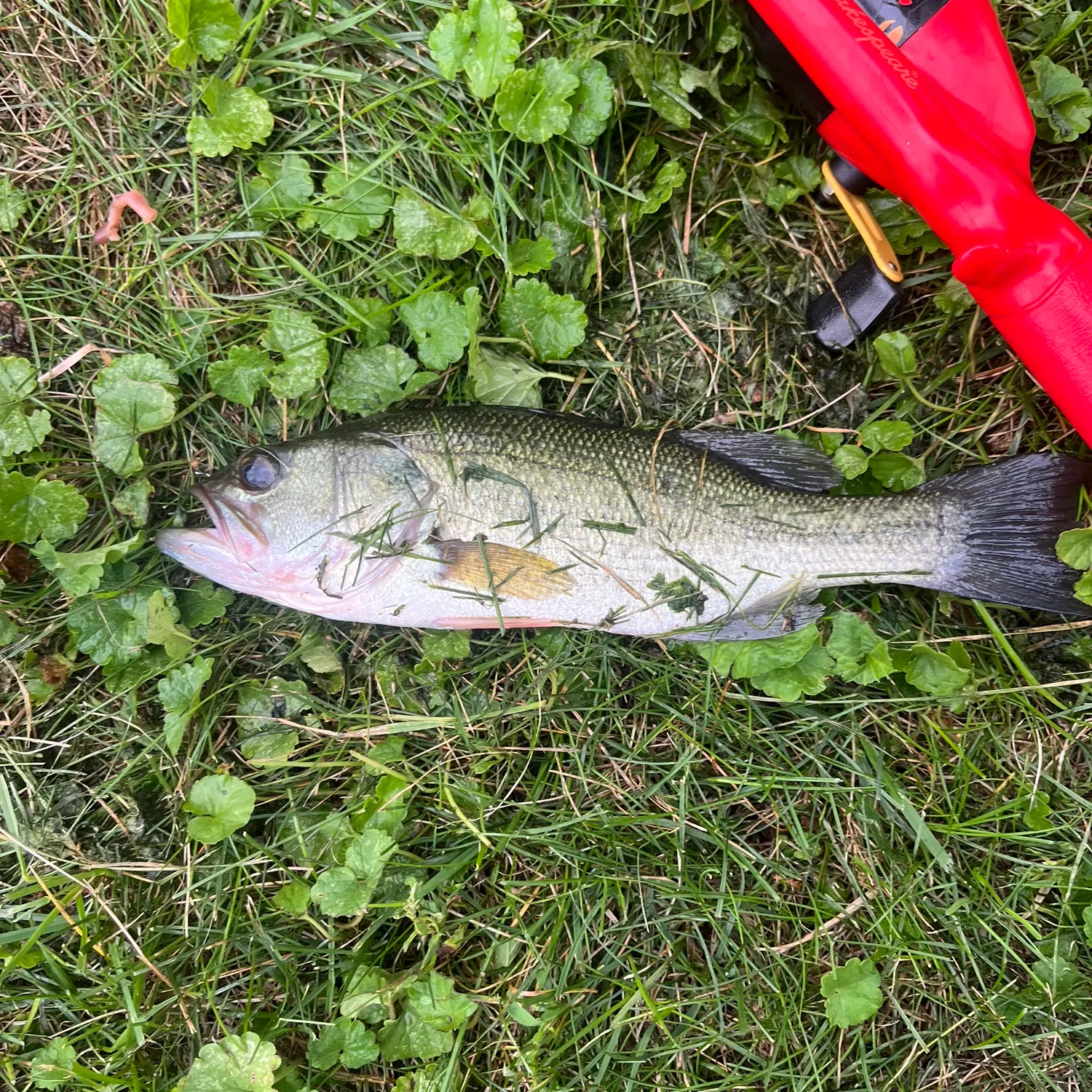 Spotted bass caught on Fishbrain