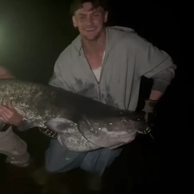 Wels catfish caught on Fishbrain