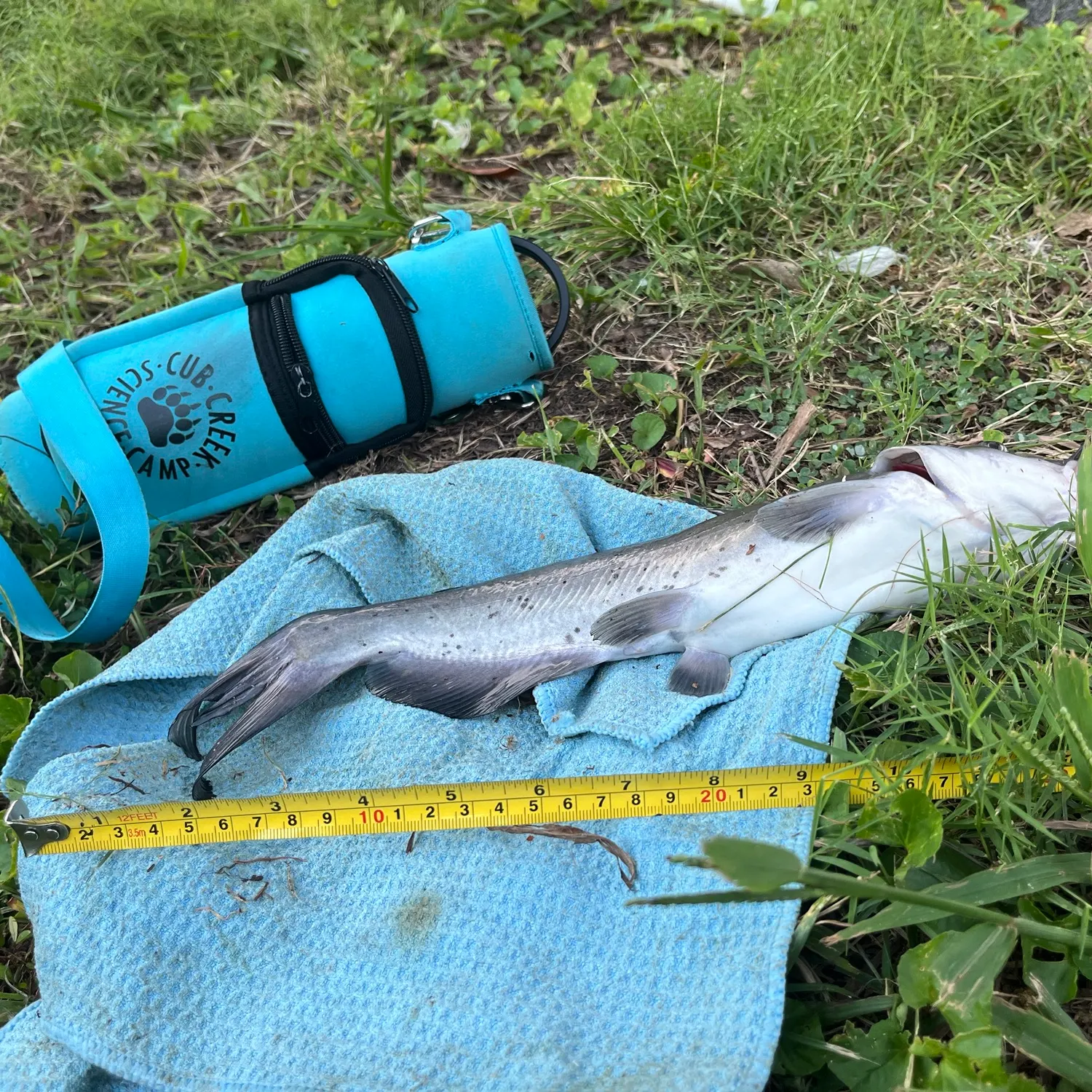 Channel catfish caught on Fishbrain
