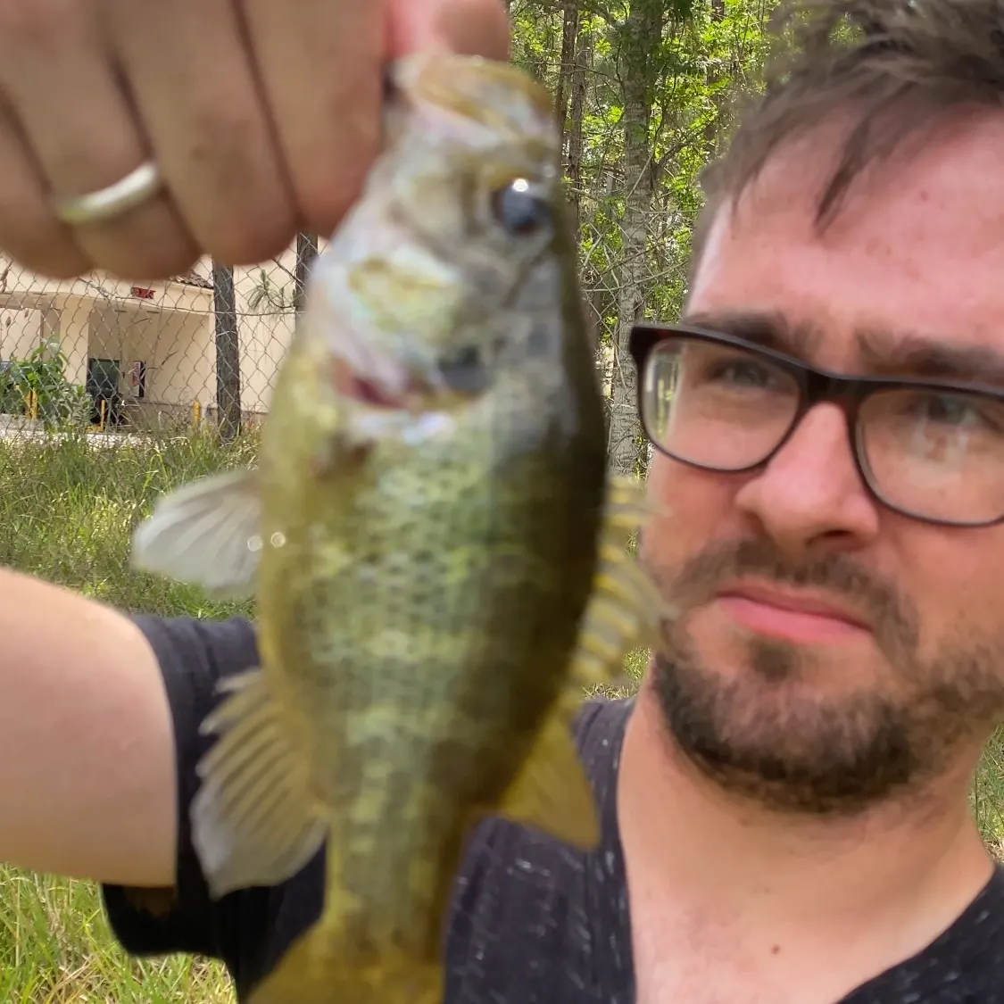 The most recent Warmouth catches on Fishbrain