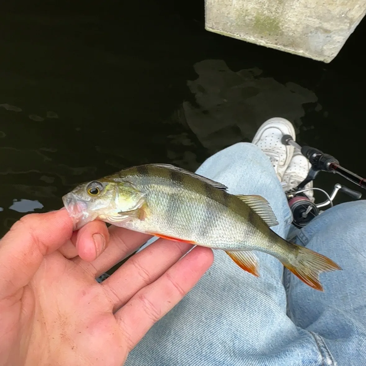 European perch caught on Fishbrain