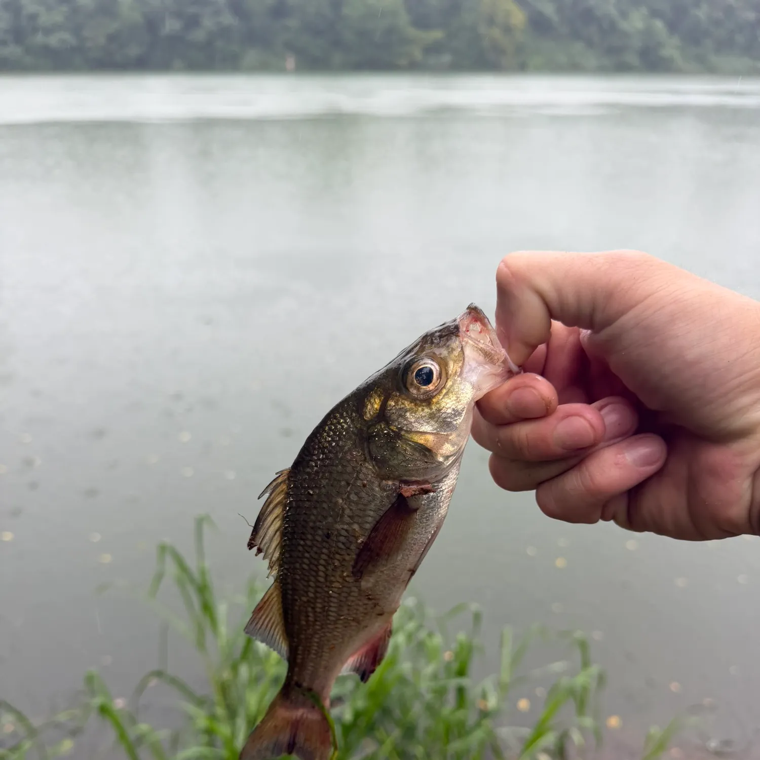 White perch caught on Fishbrain