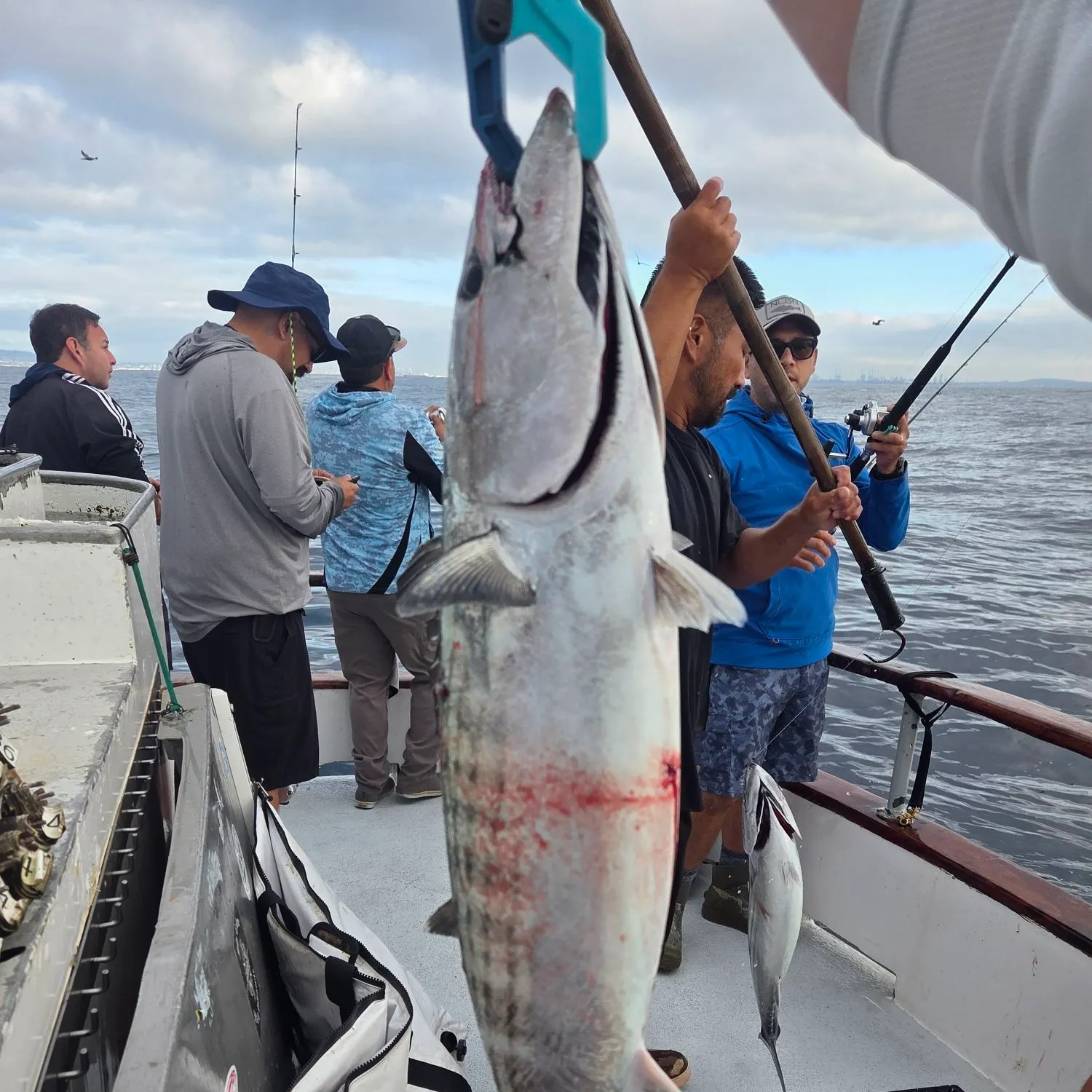 The most recent Pacific bonito catches on Fishbrain