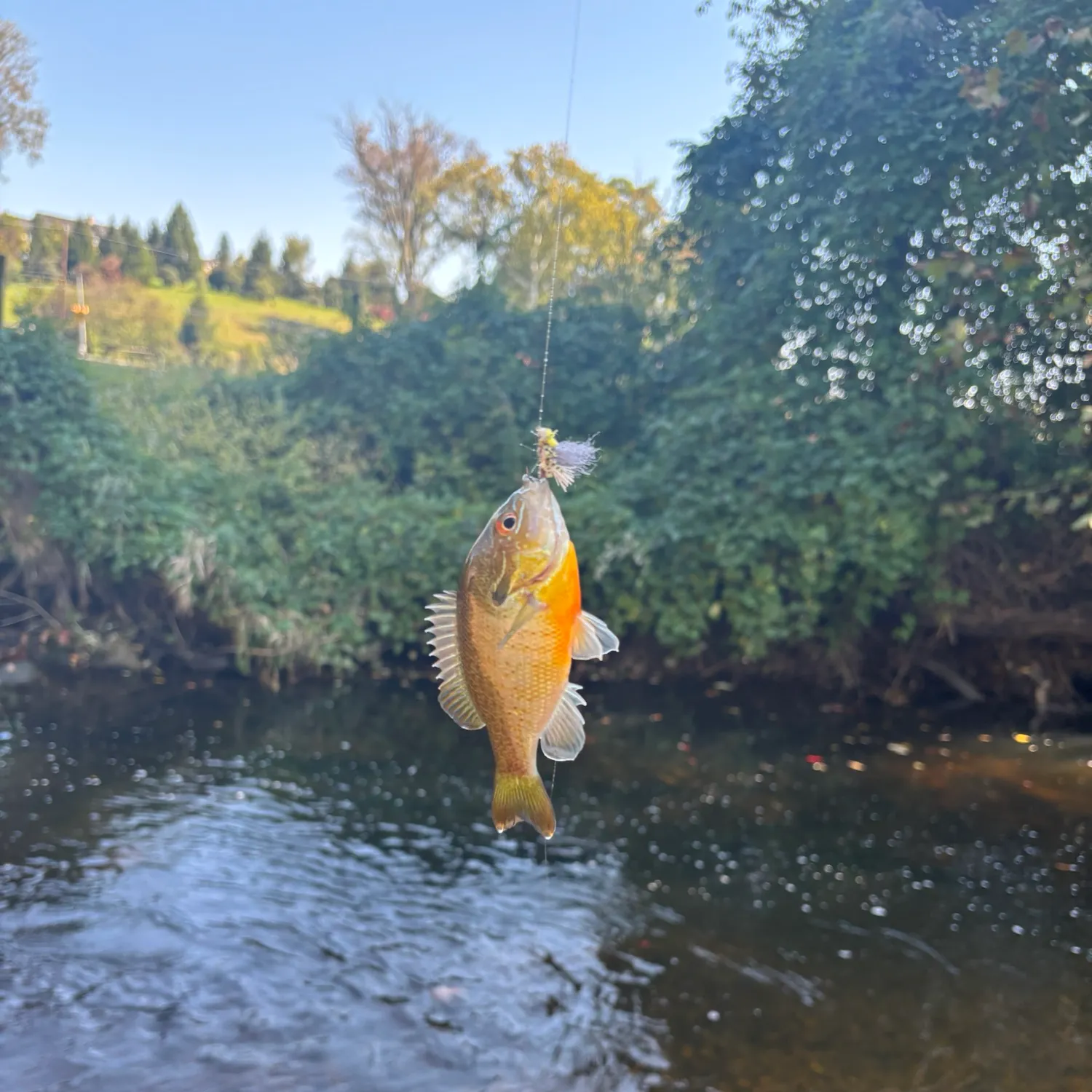 Redbreast sunfish caught on Fishbrain