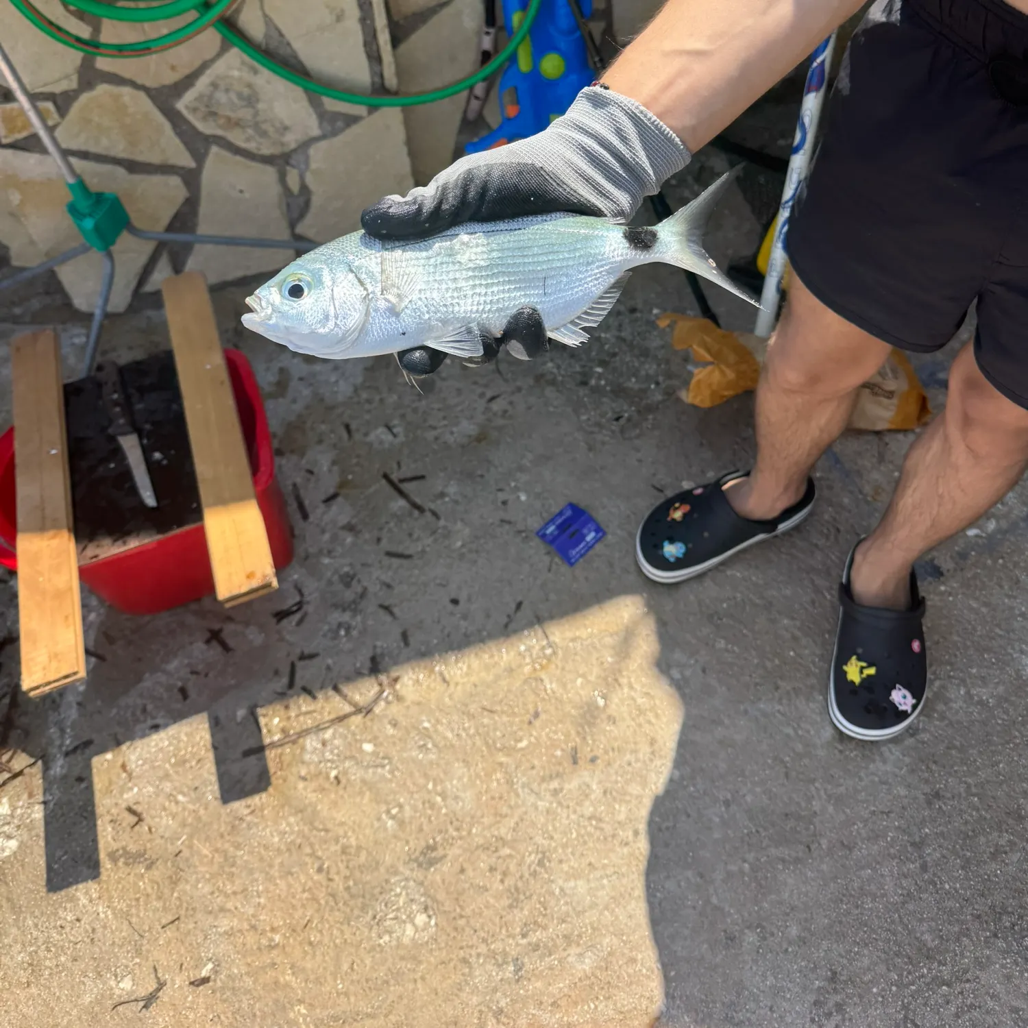 The most recent Saddled seabream catches on Fishbrain