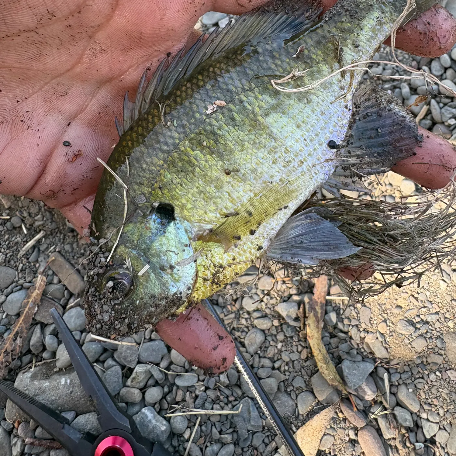 Bluegill caught on Fishbrain