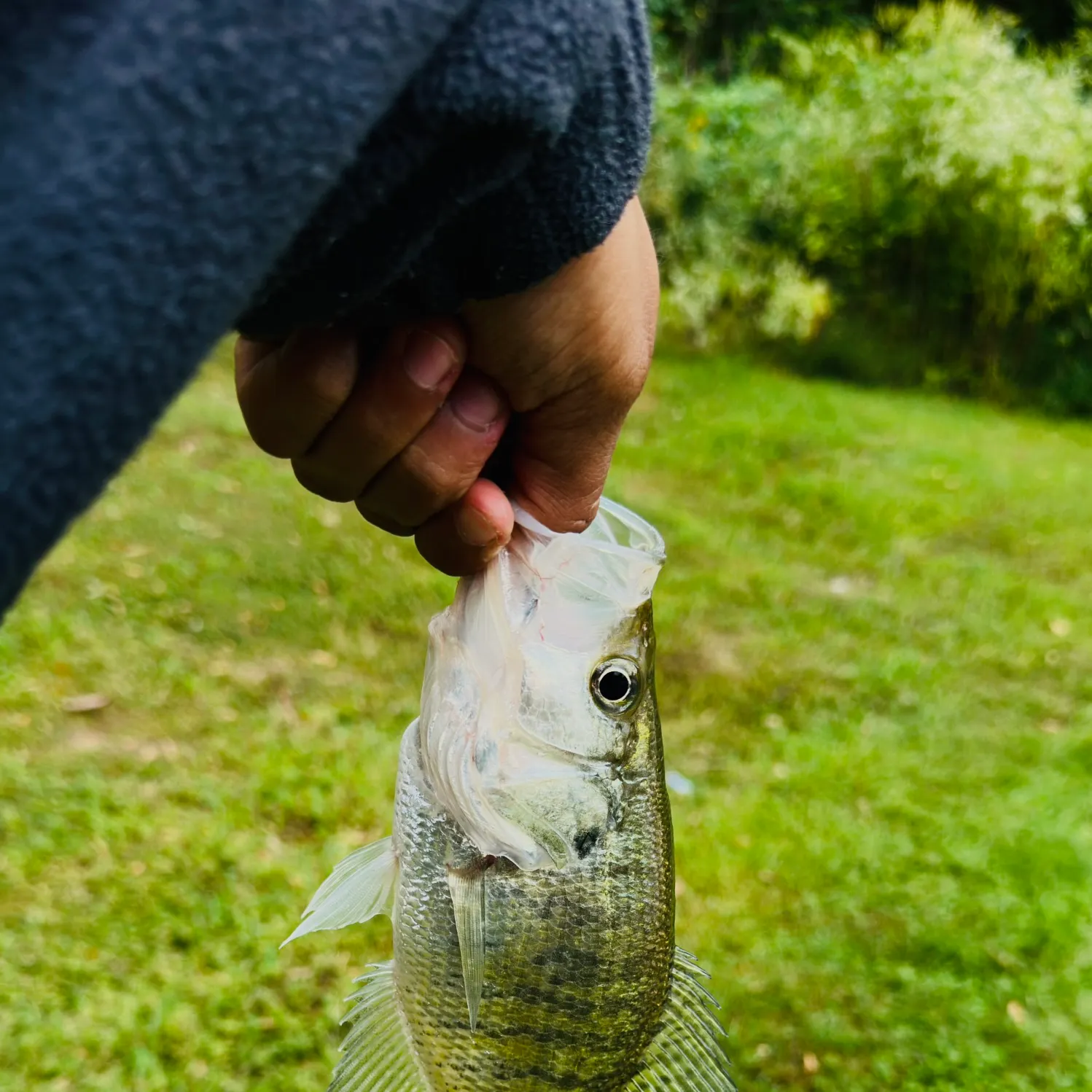 White crappie caught on Fishbrain