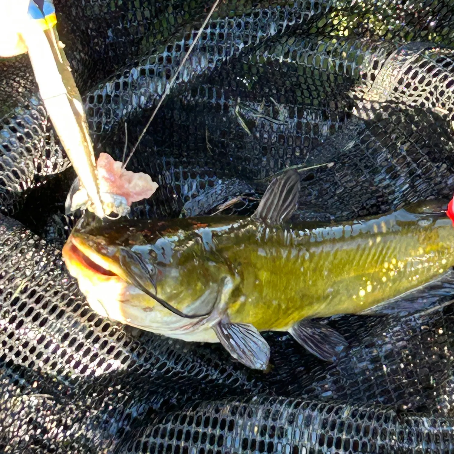 Black bullhead caught on Fishbrain