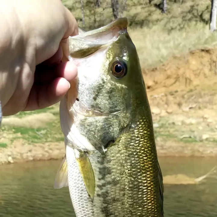 angler catch