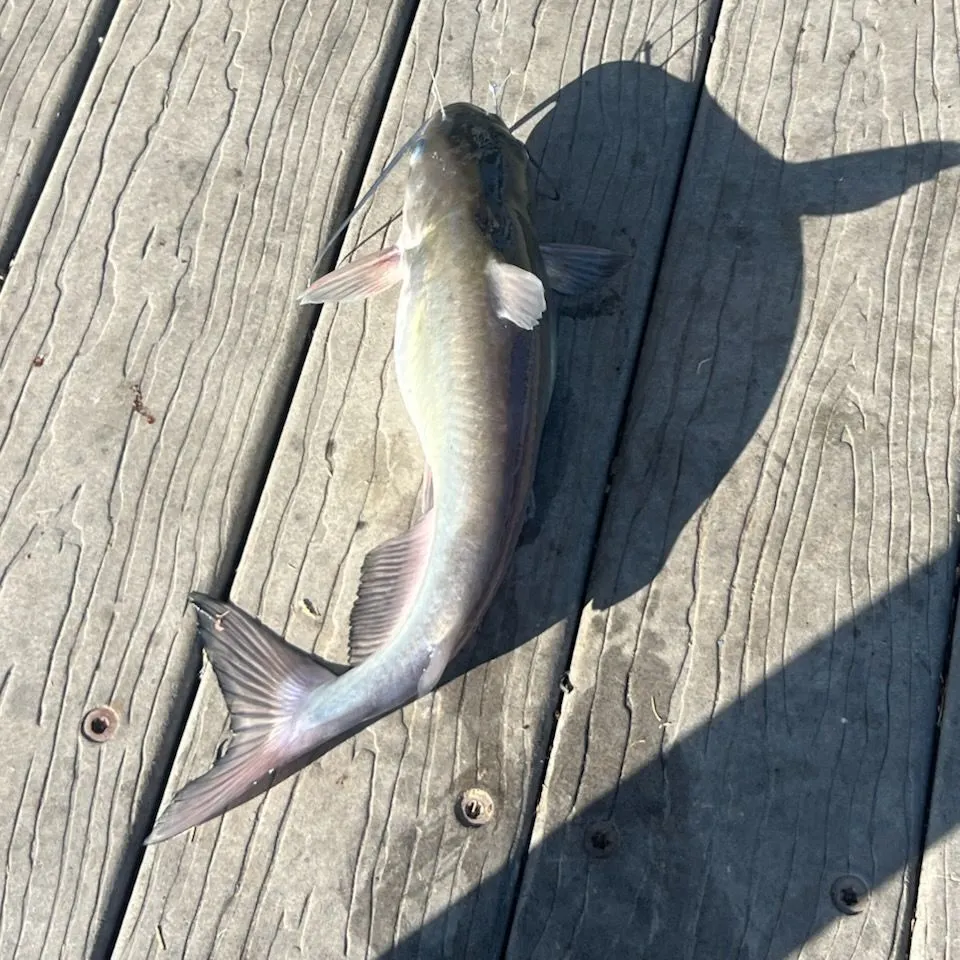 Channel catfish caught on Fishbrain