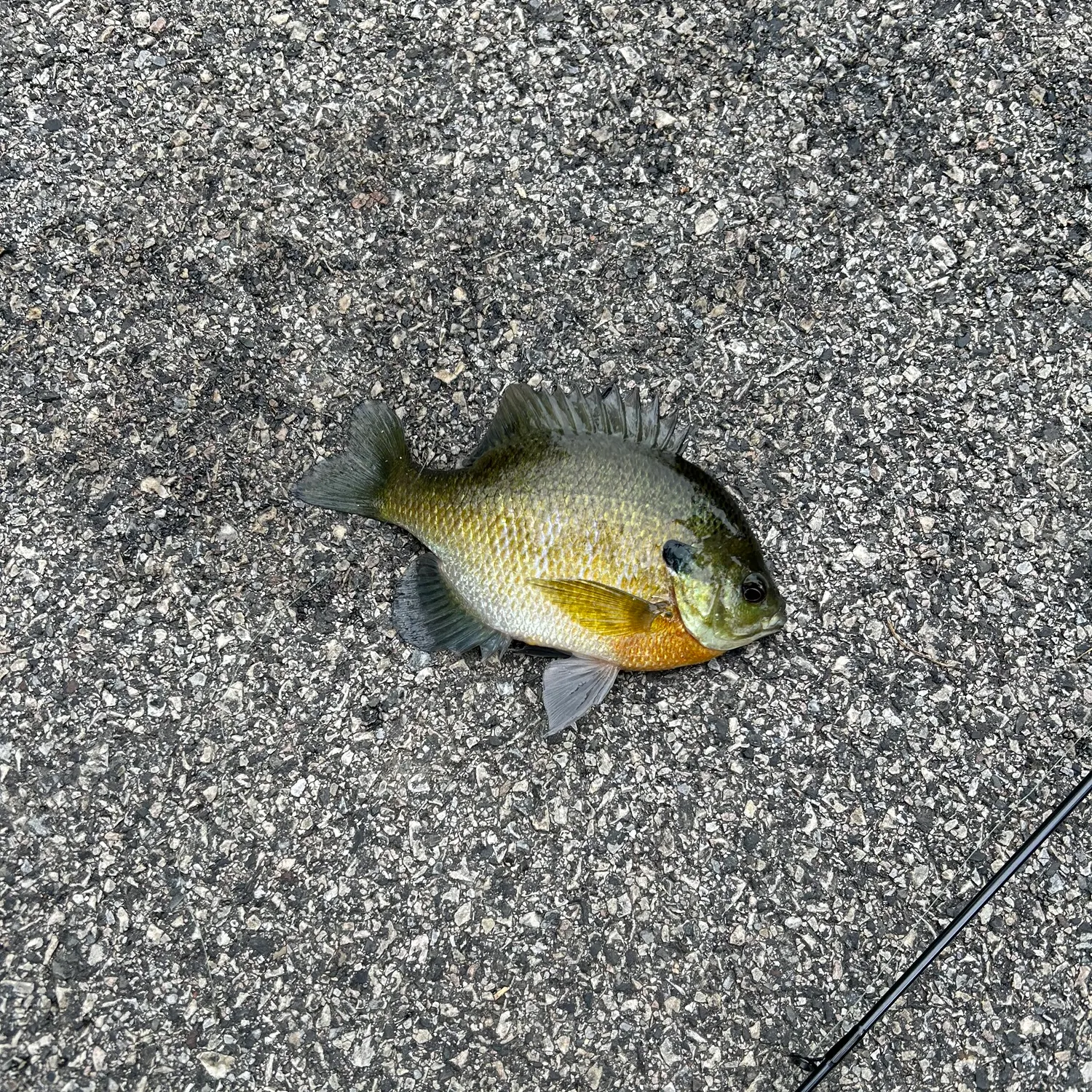 Bluegill caught on Fishbrain