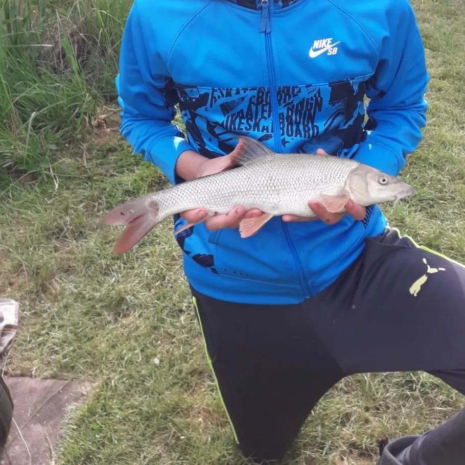 The most recent Common barbel catches on Fishbrain